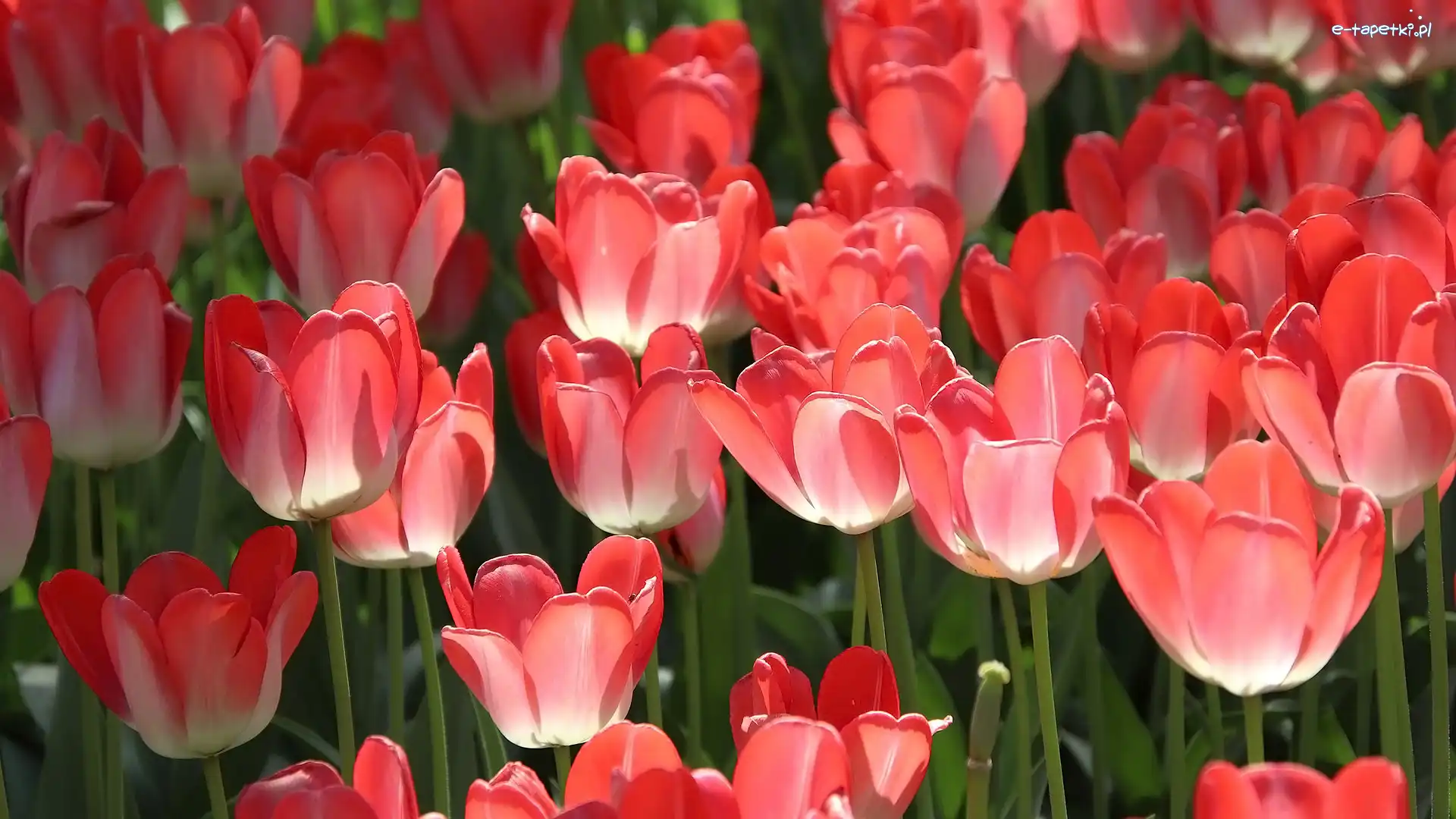 Tulipany, Kwiaty, Zbliżenie