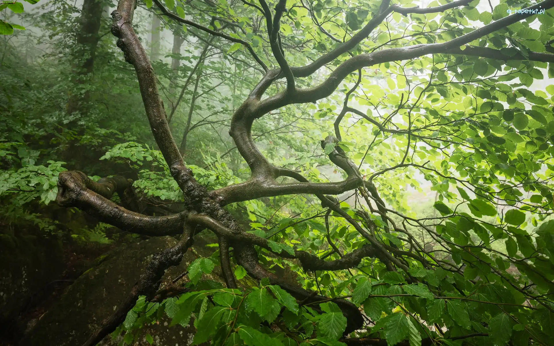 Drzewo, Zielone, Rozświetlone, Gałęzie, Liście