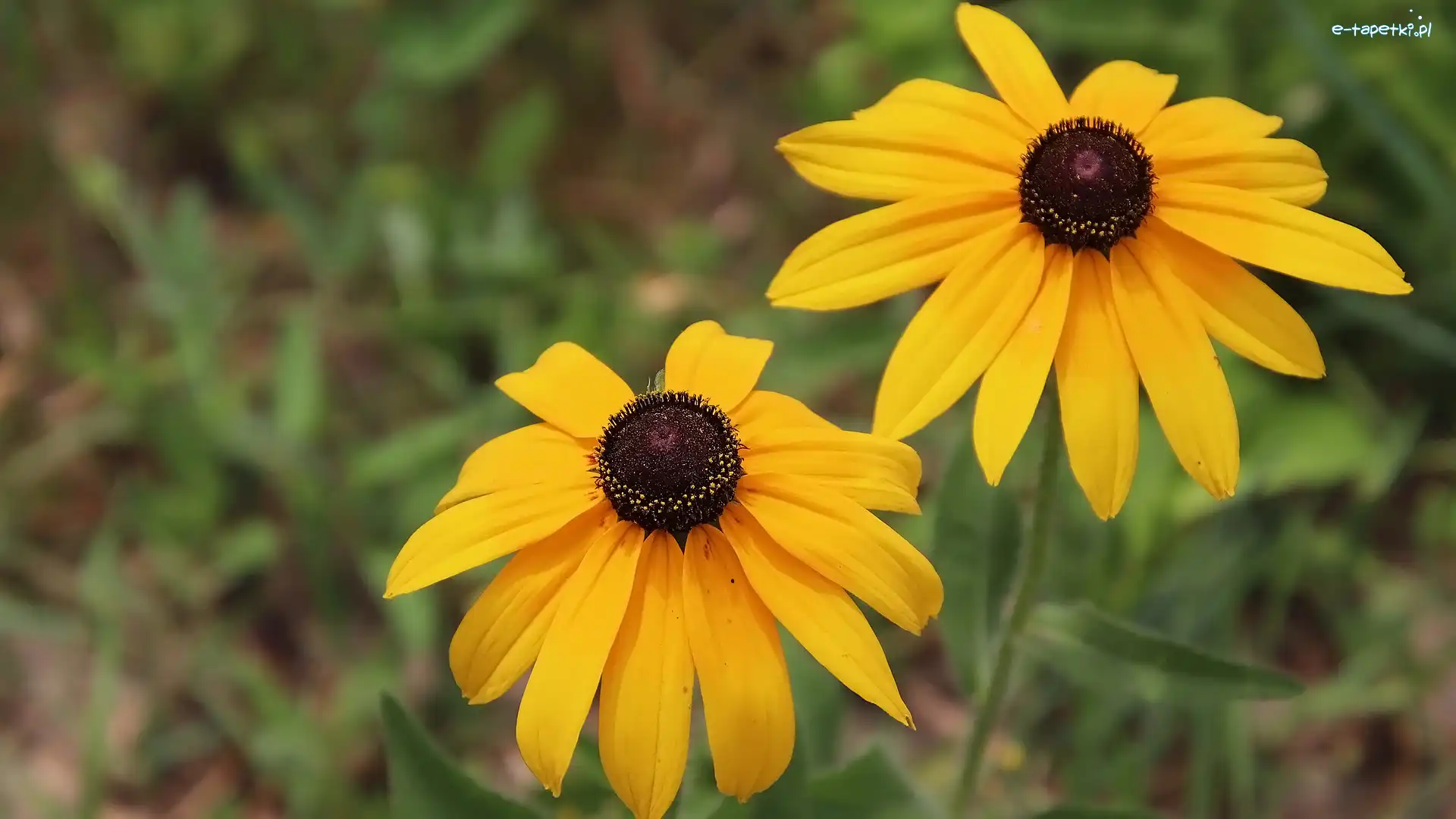 Kwiaty, Rudbekia, Żółte, Dwa