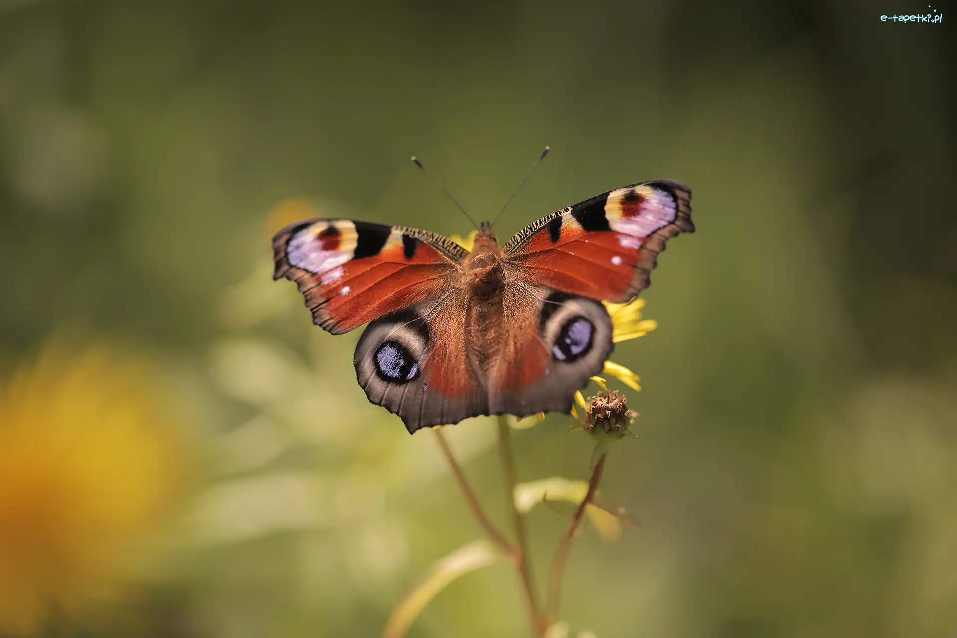 Owad, Motyl, Rusałka pawik