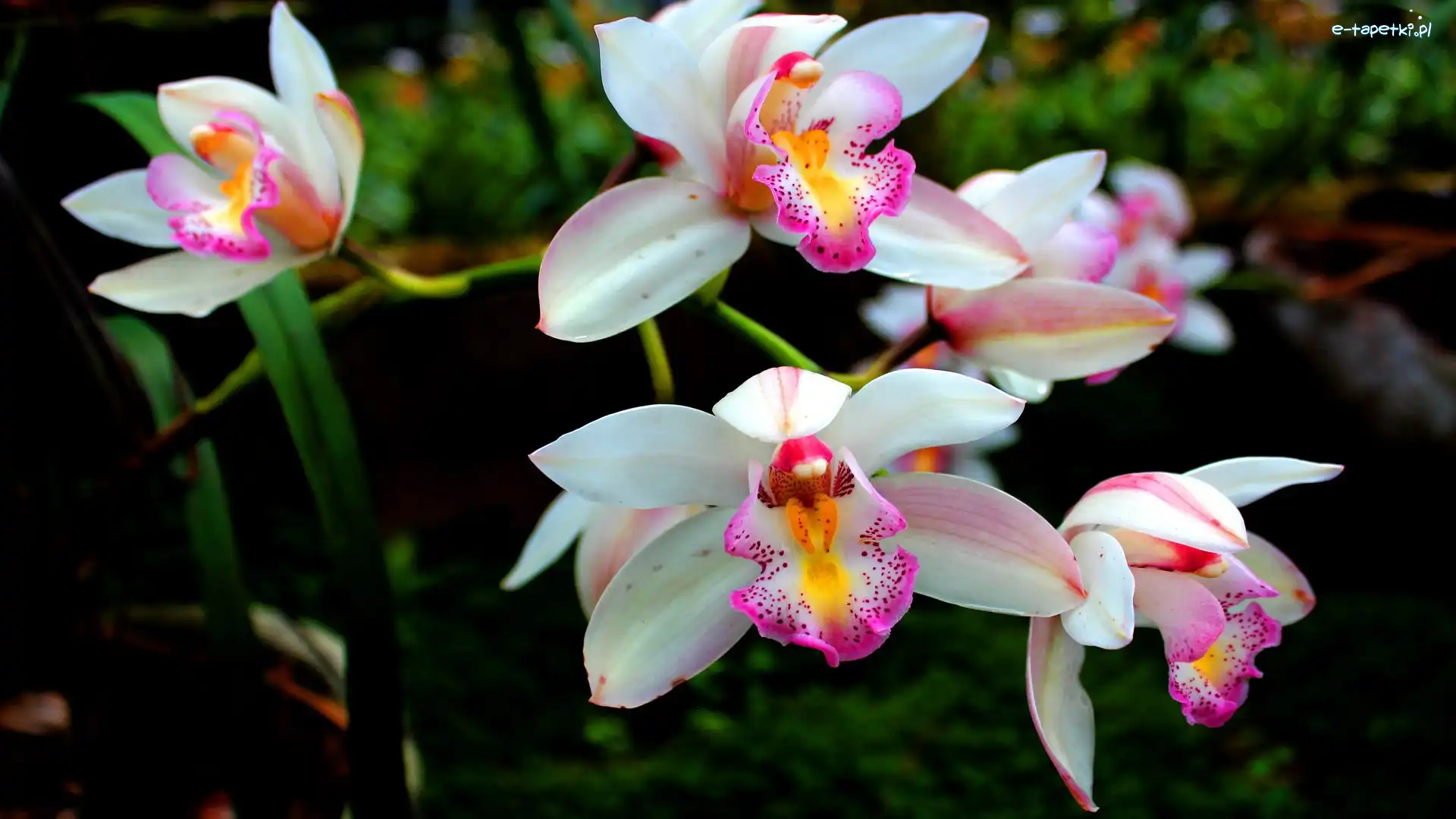 Kwiaty, Orchidea, Storczyki, Biało-różowe