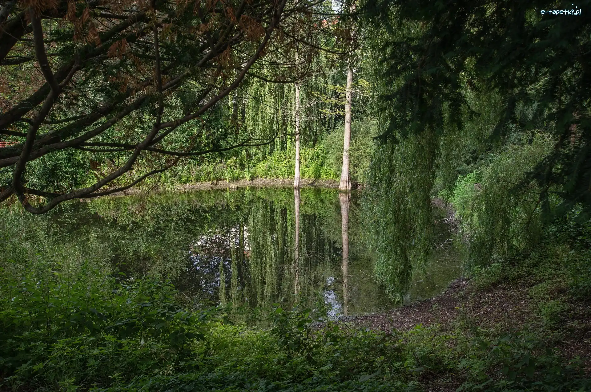 Las, Staw, Drzewa, Rośliny, Odbicie