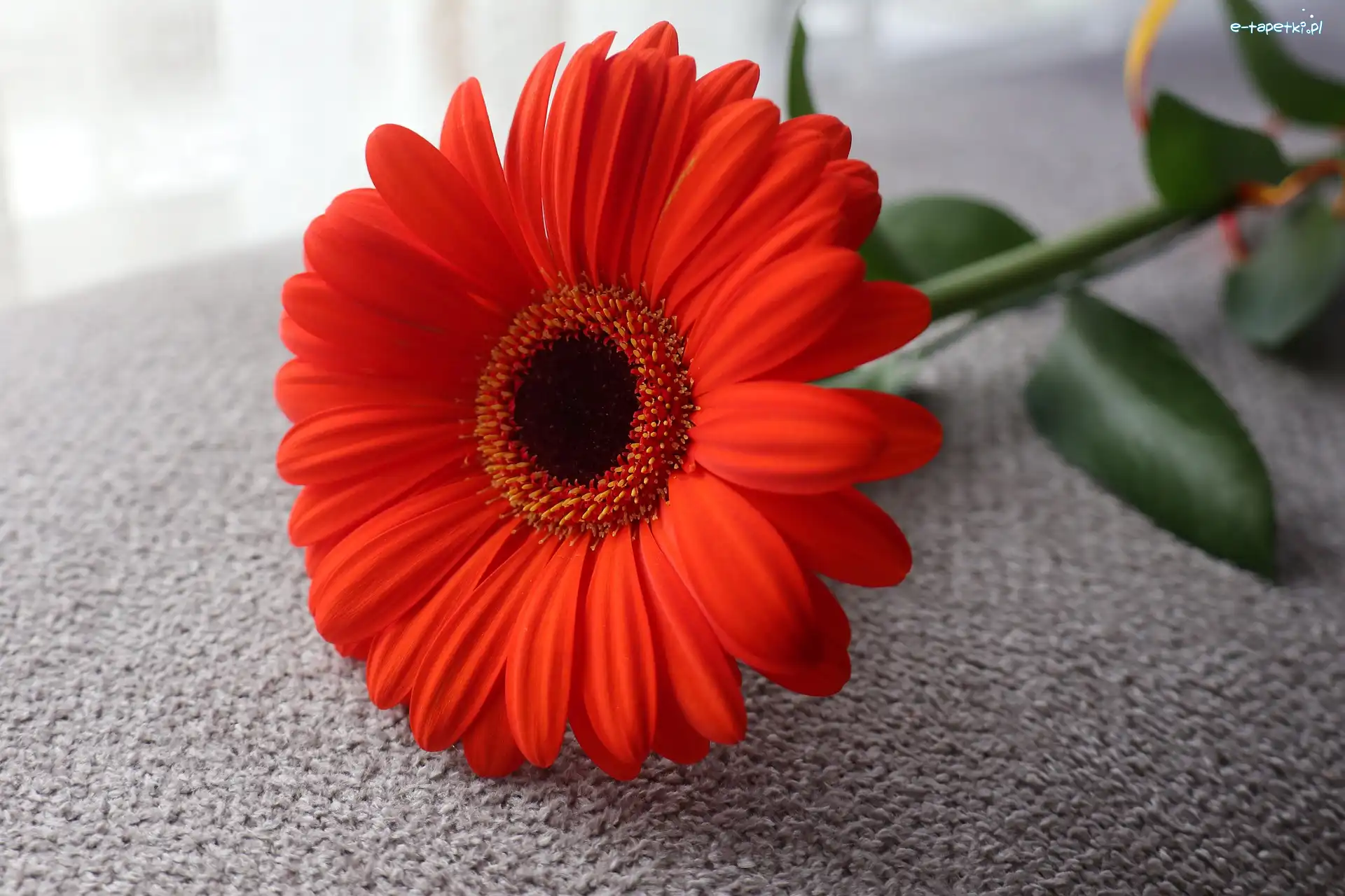 Gerbera, Liście, Czerwona, Kwiat