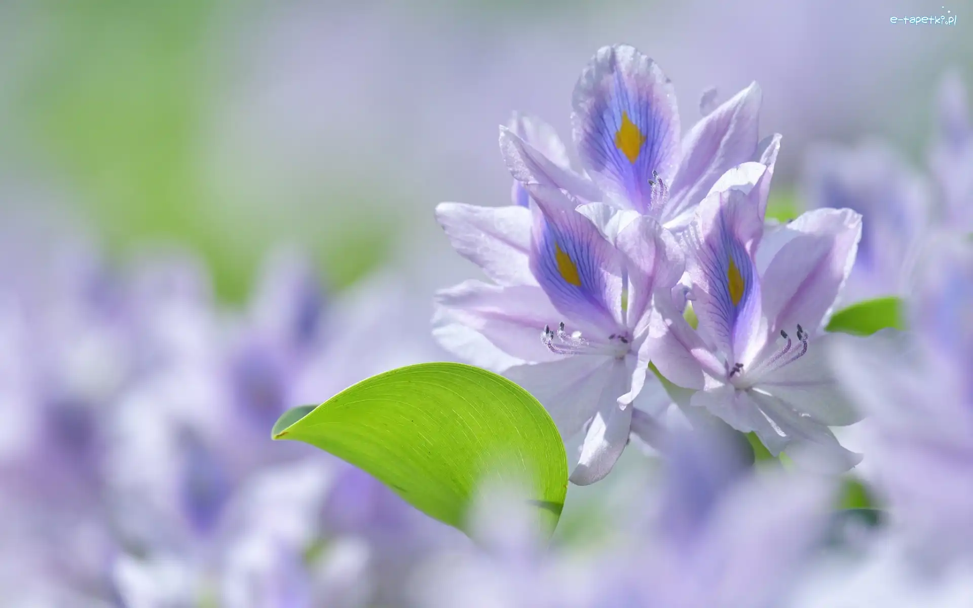 Hiacynt wodny, Eichornia gruboogonkowa, Kwiat