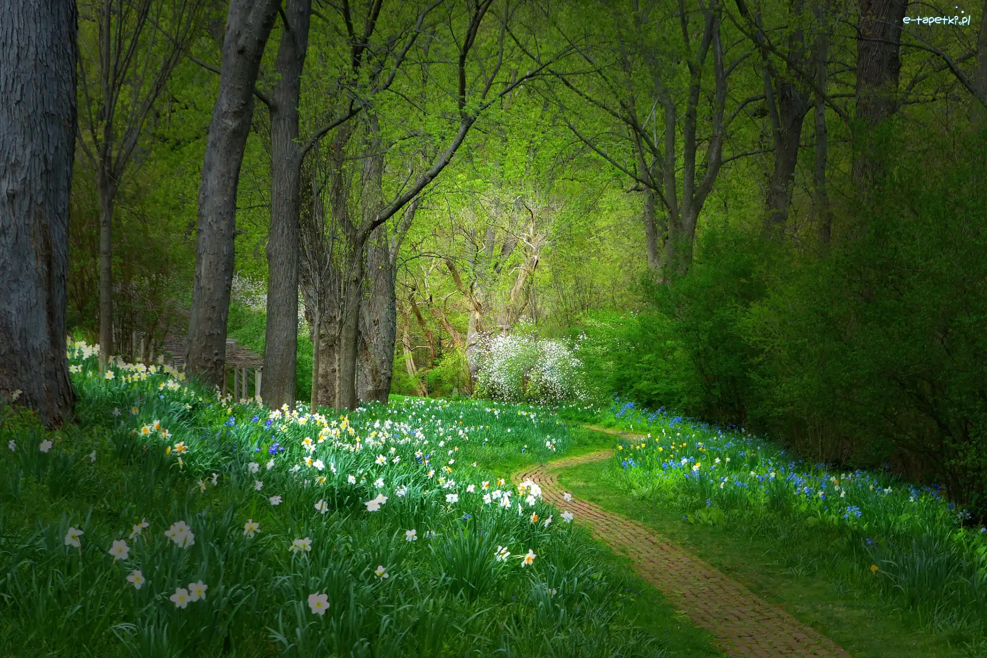 Żonkile, Drzewa, Wiosna, Zieleń, Kwiaty, Ścieżka, Krzewy, Park