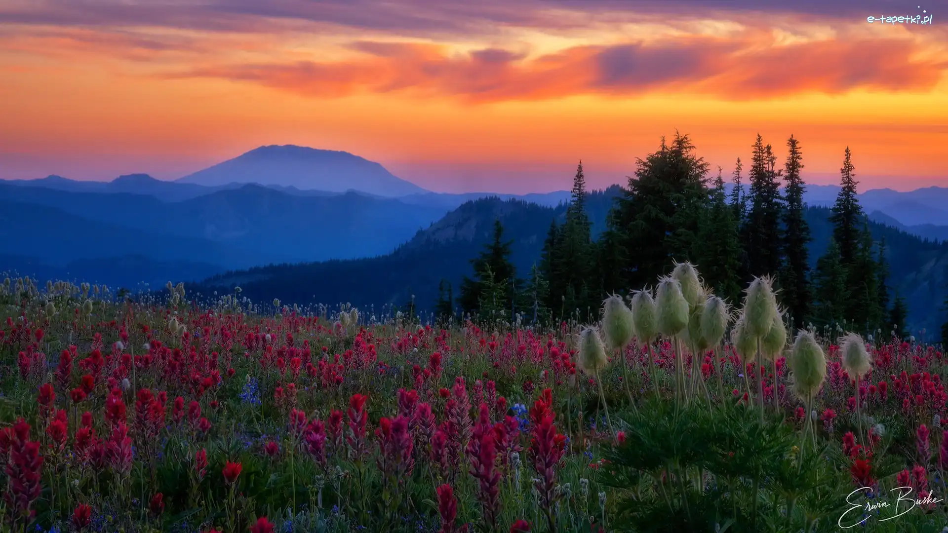 Wulkan, Stan Waszyngton, Zachód słońca, Kwiaty, Góry Kaskadowe, Mount St Helens, Łąka, Stany Zjednoczone