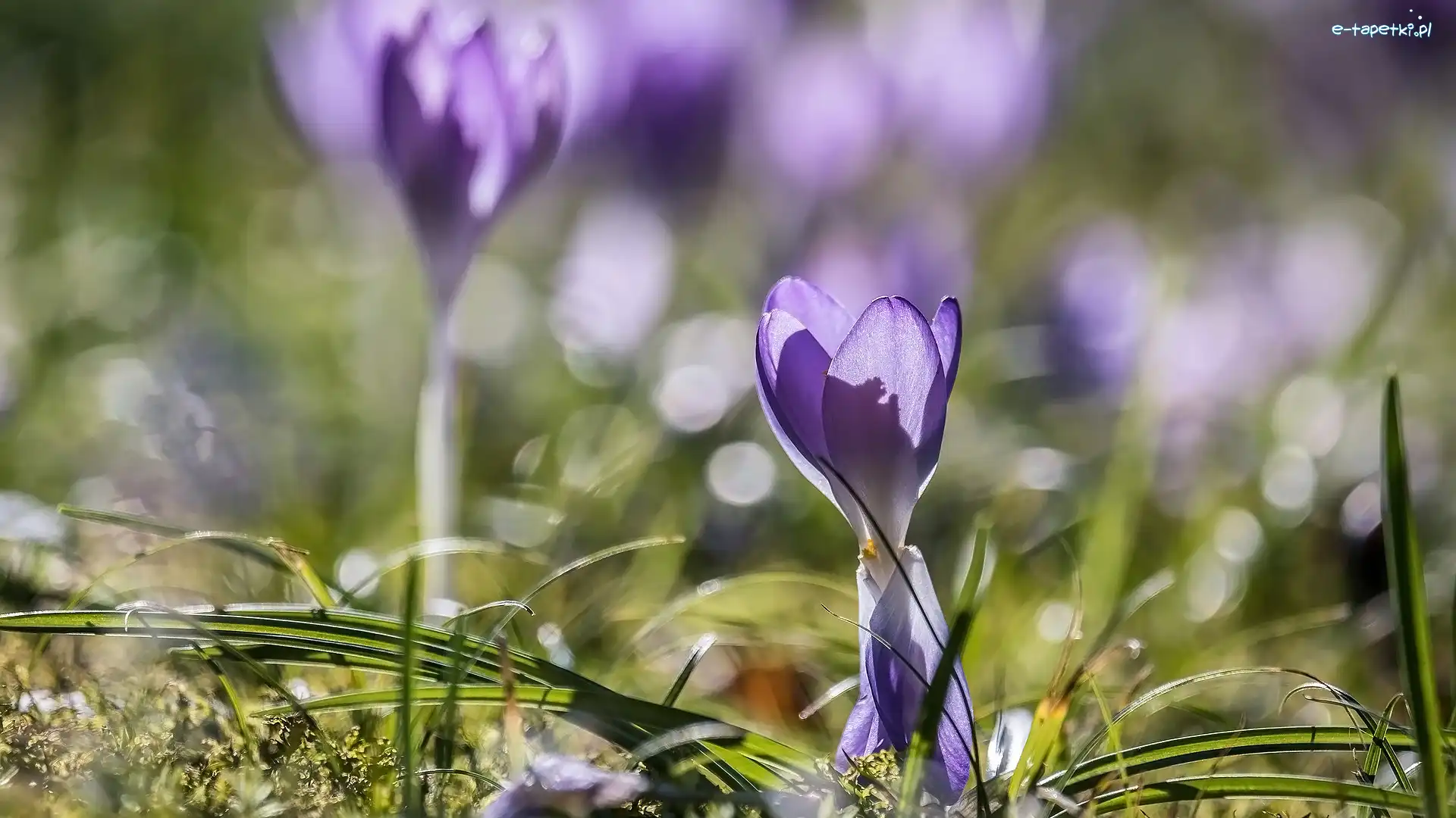 Rozmycie, Krokus, Kwiaty