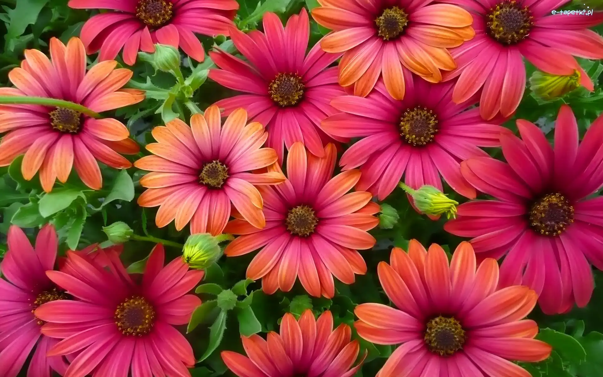 Kolorowe, Stokrotki afrykańskie, Osteospermum, Kwiaty