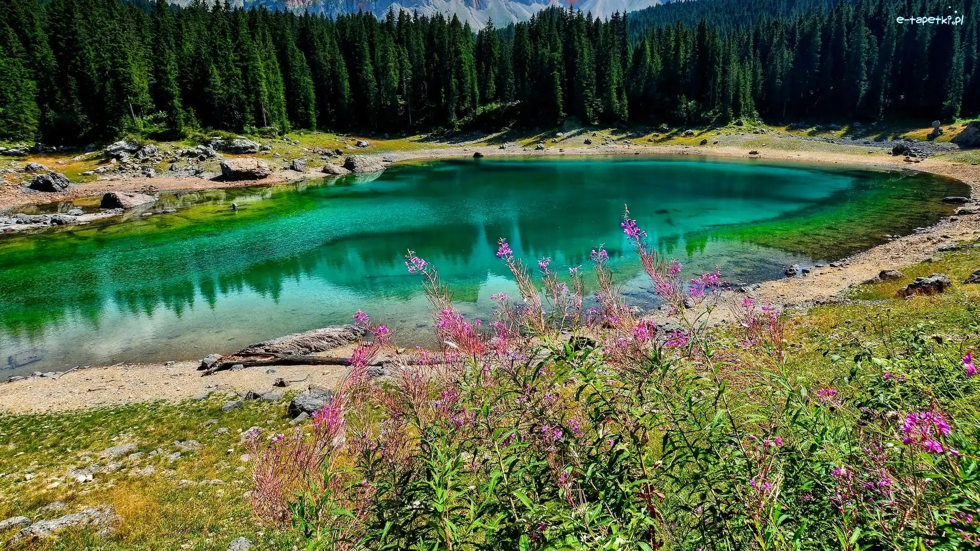 Drzewa, Lago di Carezza, Włochy, Południowy Tyrol, Las, Roślinność, Kwiaty, Jezioro Karersee