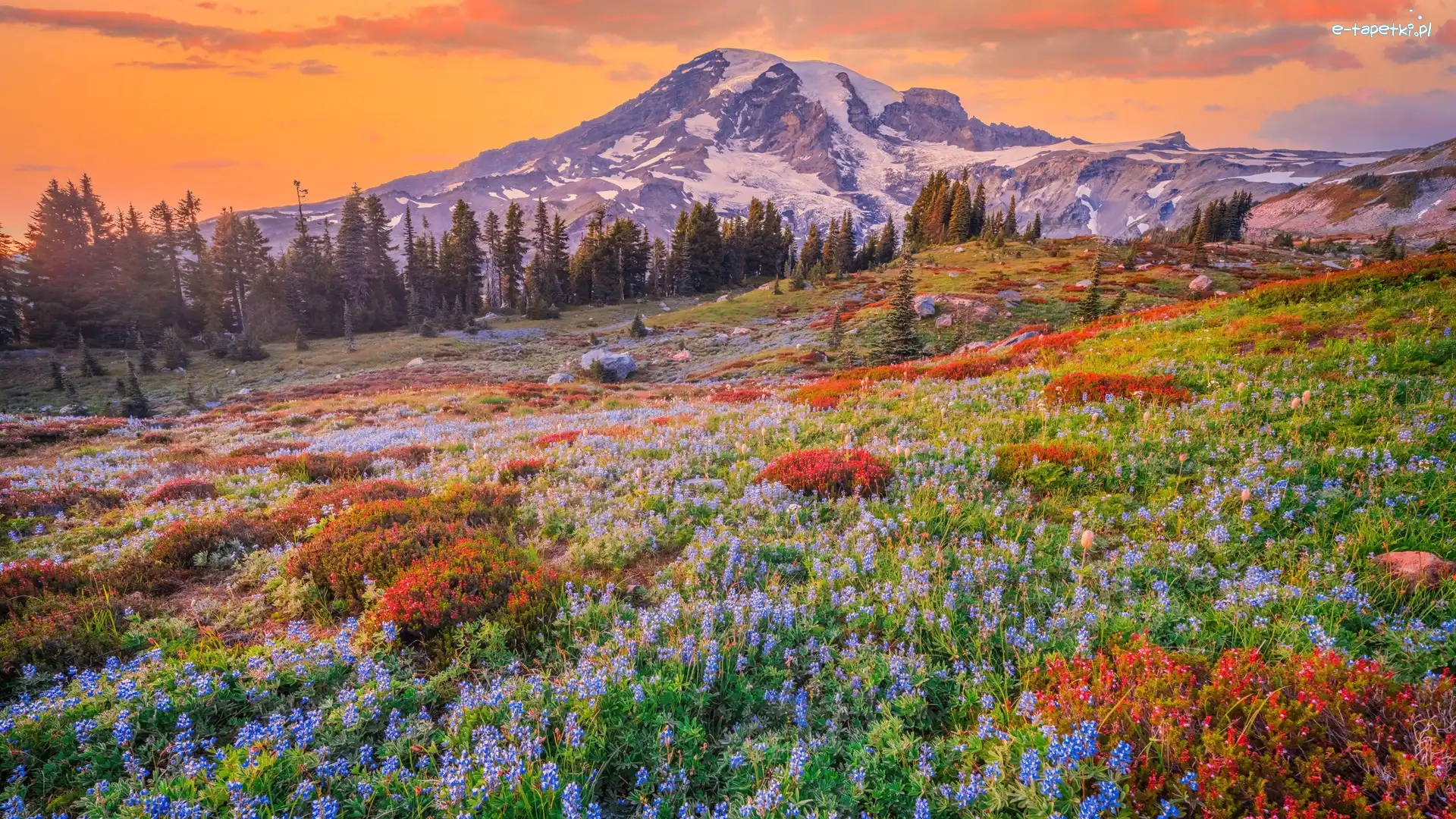 Kwiaty, Łąka, Stratowulkan Mount Rainier, Góry, Park Narodowy Mount Rainier, Stany Zjednoczone, Stan Waszyngton, Drzewa, Chmury