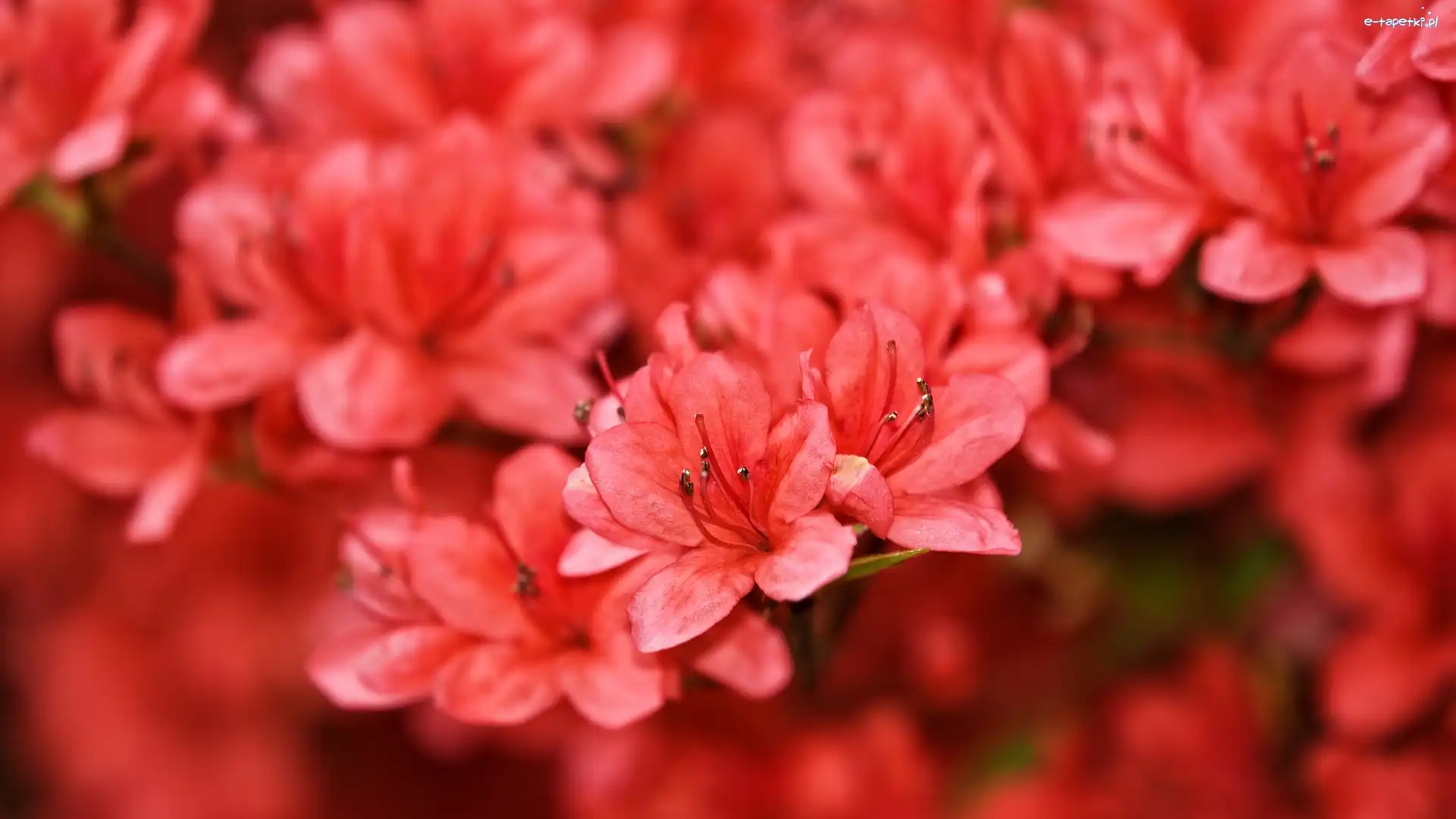 Azalie, Czerwone, Rododendron, Pręciki, Kwiaty