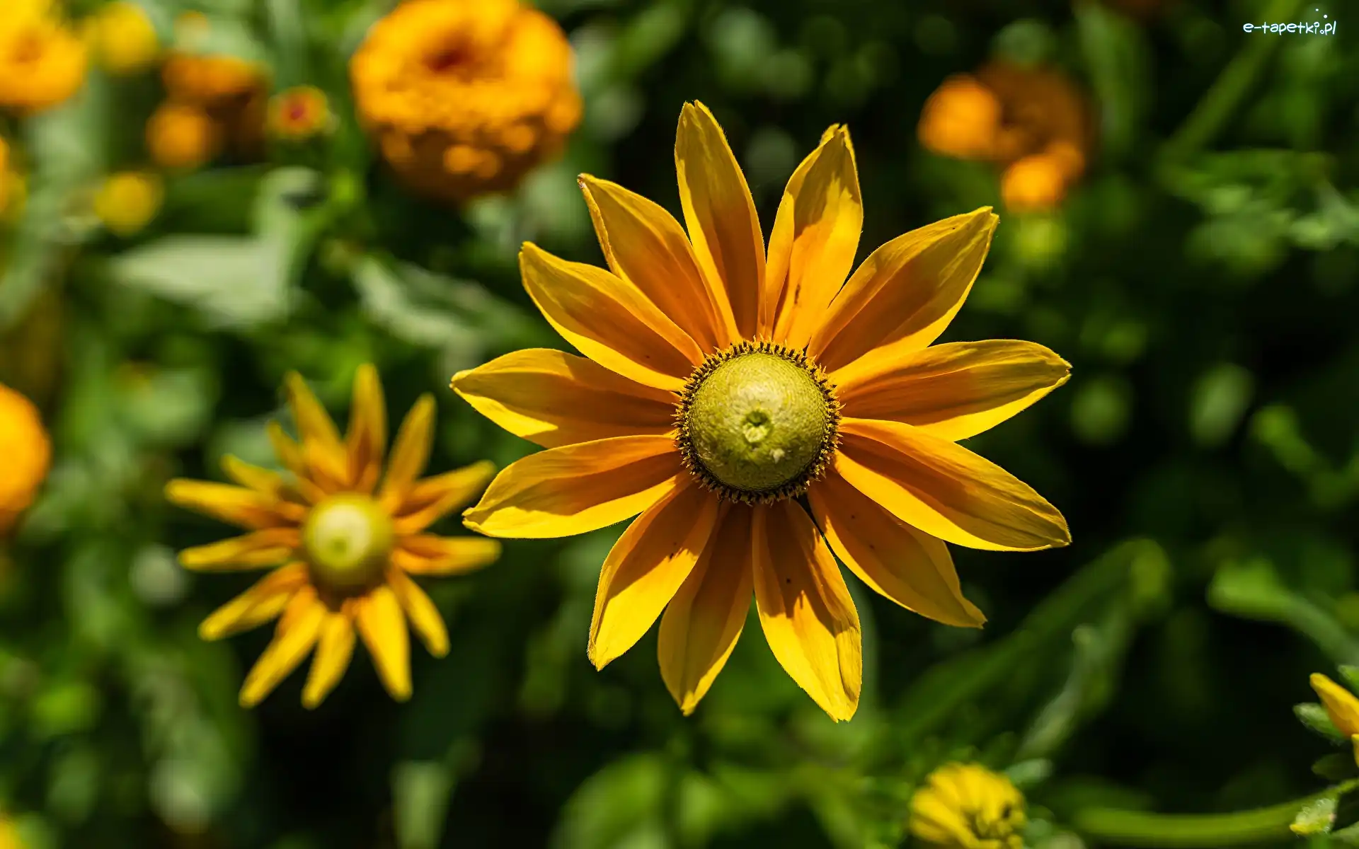 Żółte, Zbliżenie, Kwiaty, Rudbekie