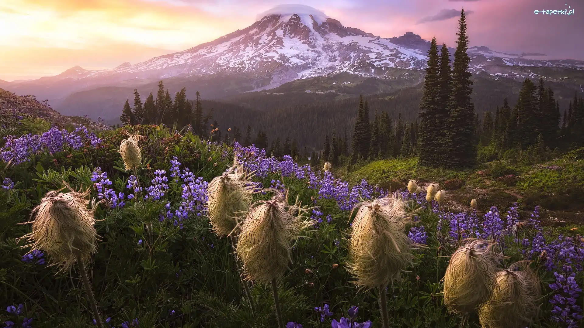 Miądrzyga, Łubin, Stratowulkan Mount Rainier, Góry, Park Narodowy Mount Rainier, Stany Zjednoczone, Stan Waszyngton, Drzewa, Łąka