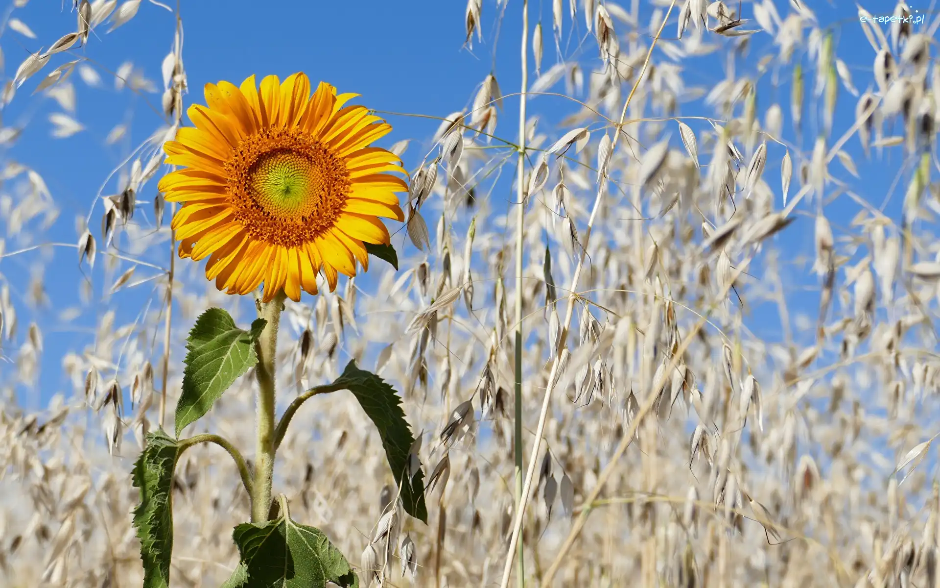 Zboża, Kłosy, Słonecznik