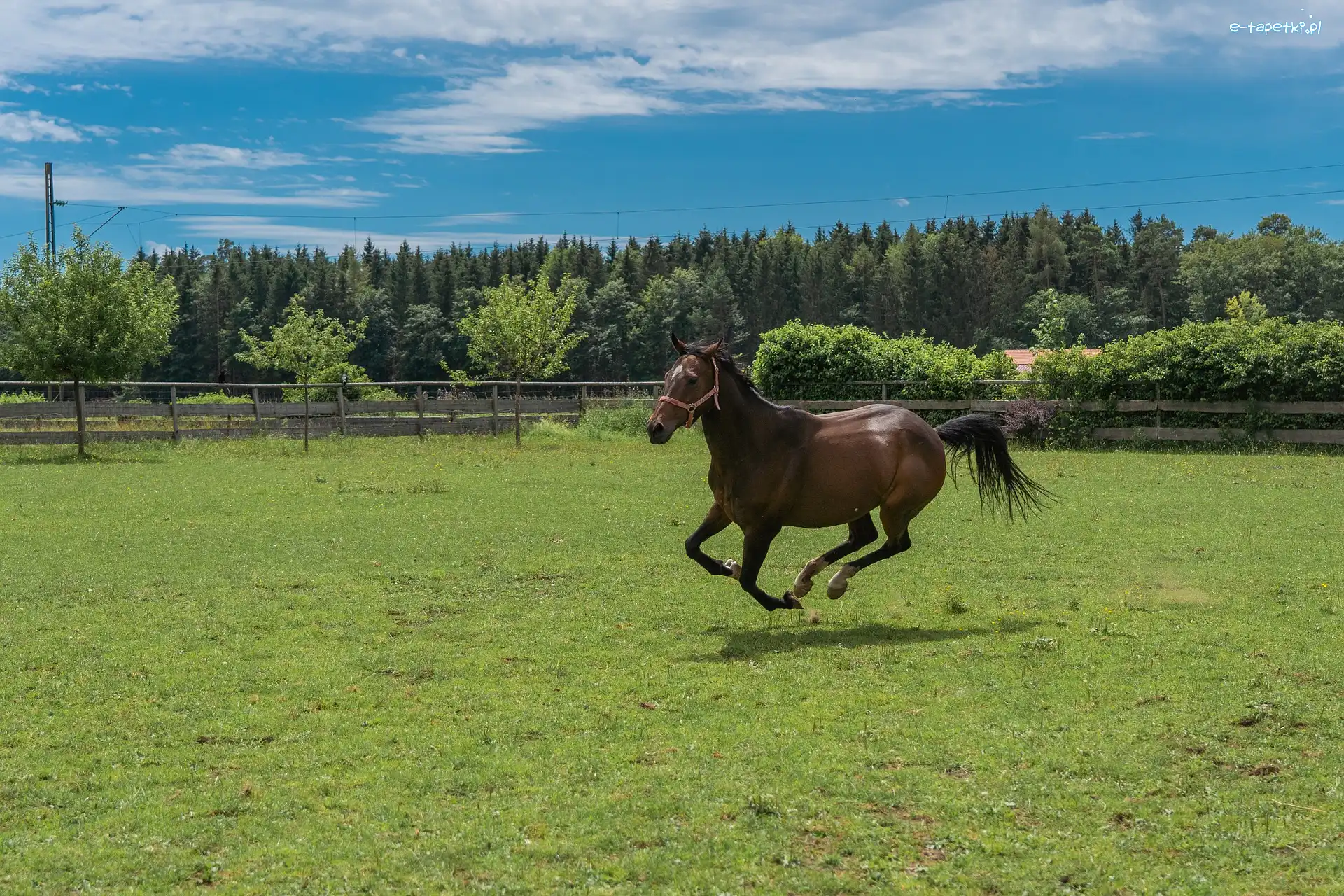 Pastwisko, Galop, Ogrodzenie, Koń