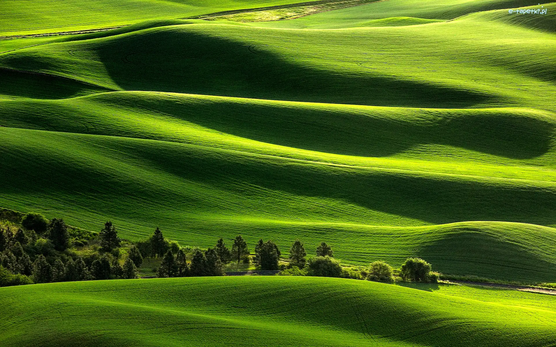 Stan Waszyngton, Drzewa, Palouse, Stany Zjednoczone, Zielone, Wzgórza