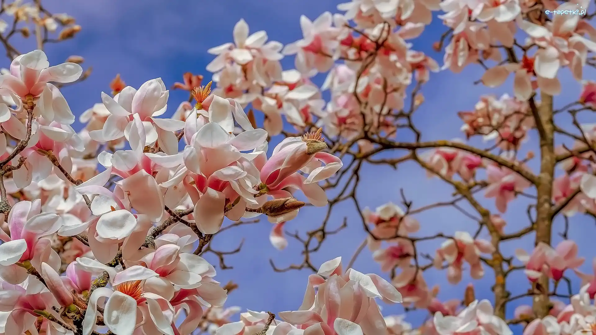 Biało-różowe, Gałązki, Kwiaty, Magnolia