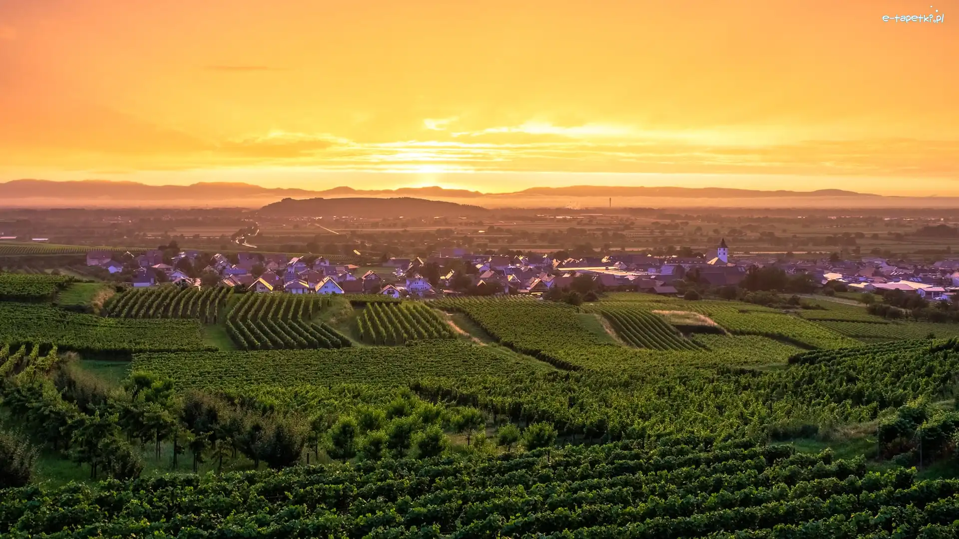 Kaiserstuhl, Winnice, Domy, Niemcy, Pola, Wschód słońca