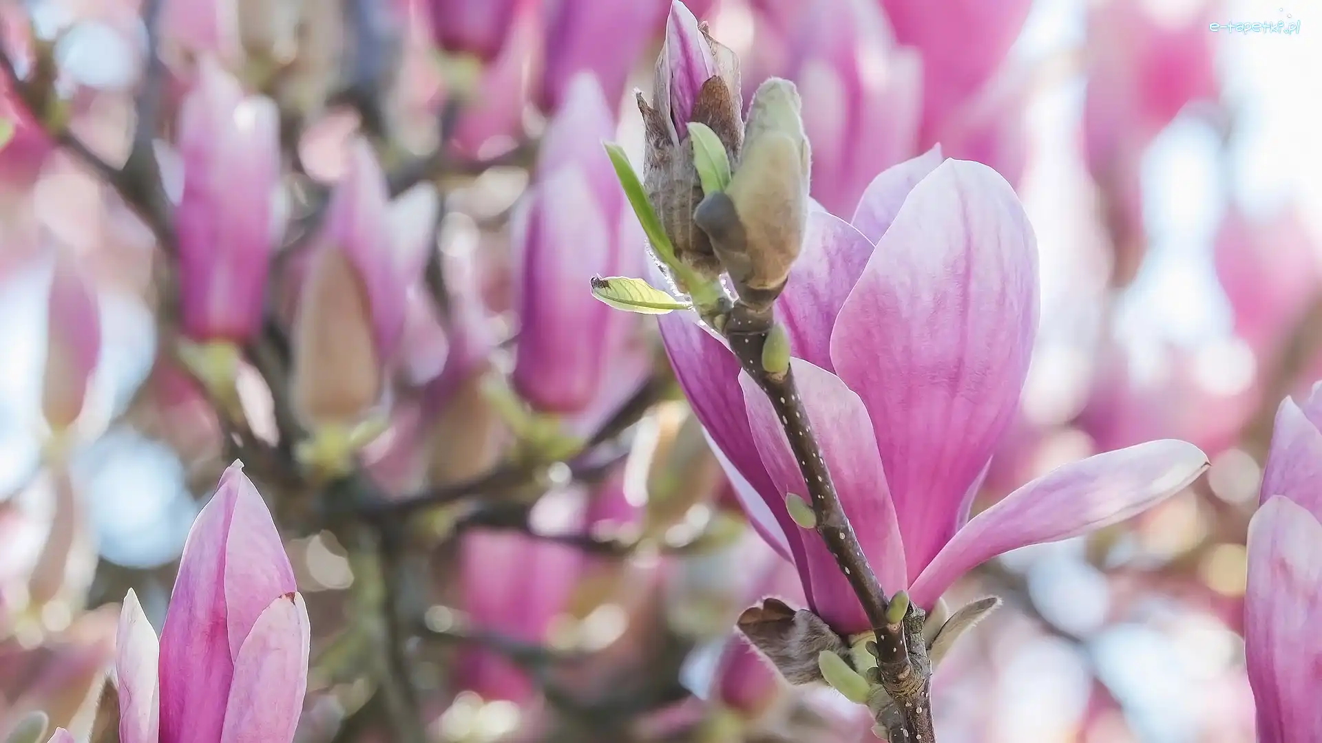 Różowa, Gałązki, Magnolia, Kwiaty