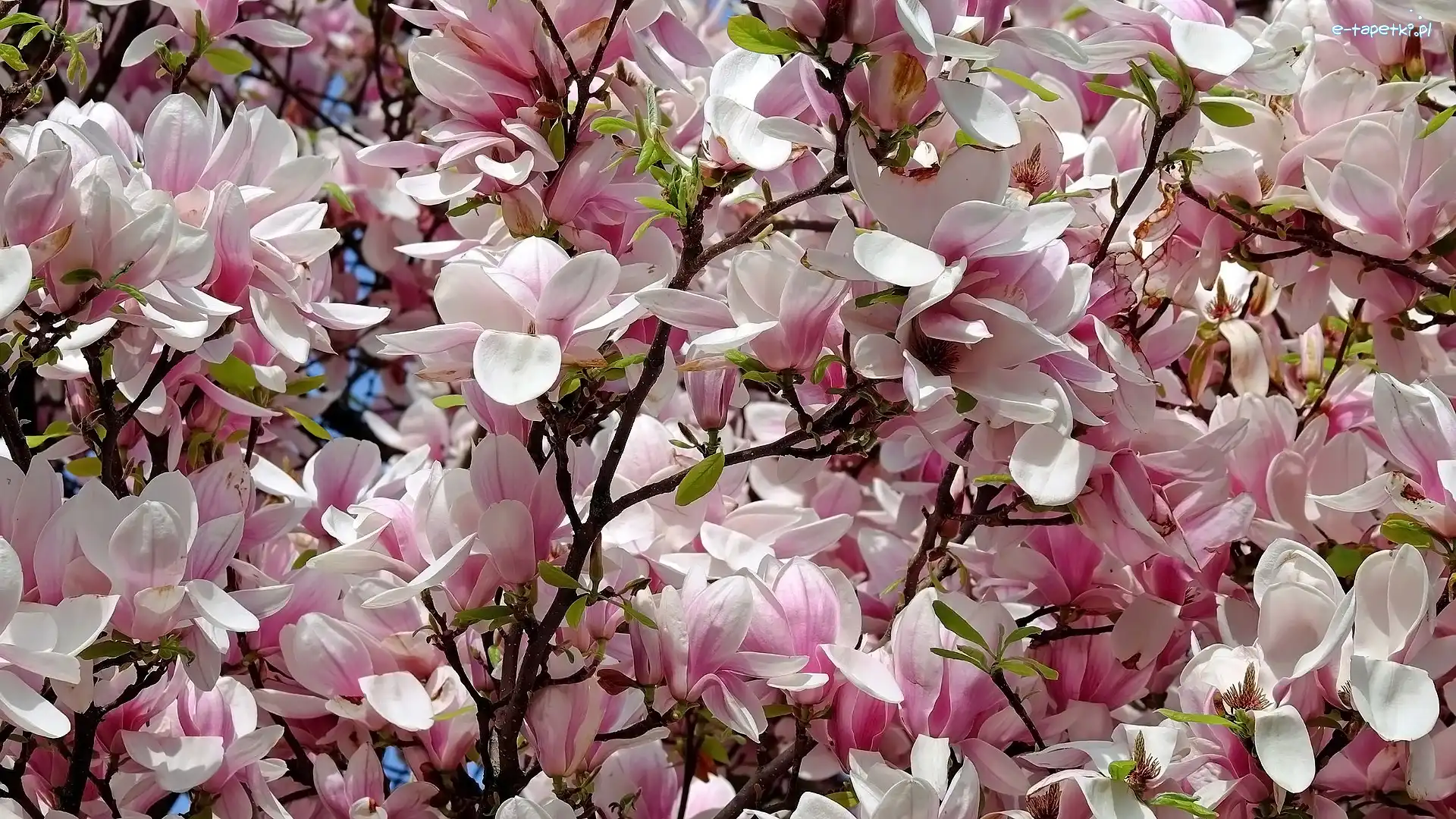 Magnolie, Gałązki, Kwiaty, Biało-różowe