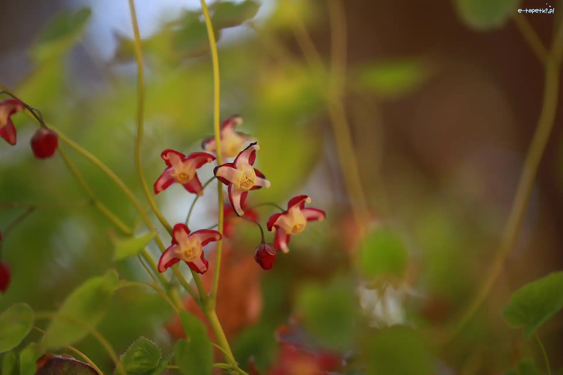 Kwiaty, Czerwone, Epimedium
