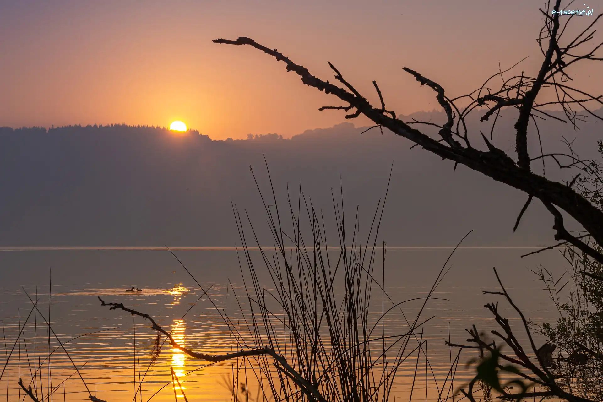 Drzewa, Mgła, Trawa, Las, Wschód słońca, Jezioro