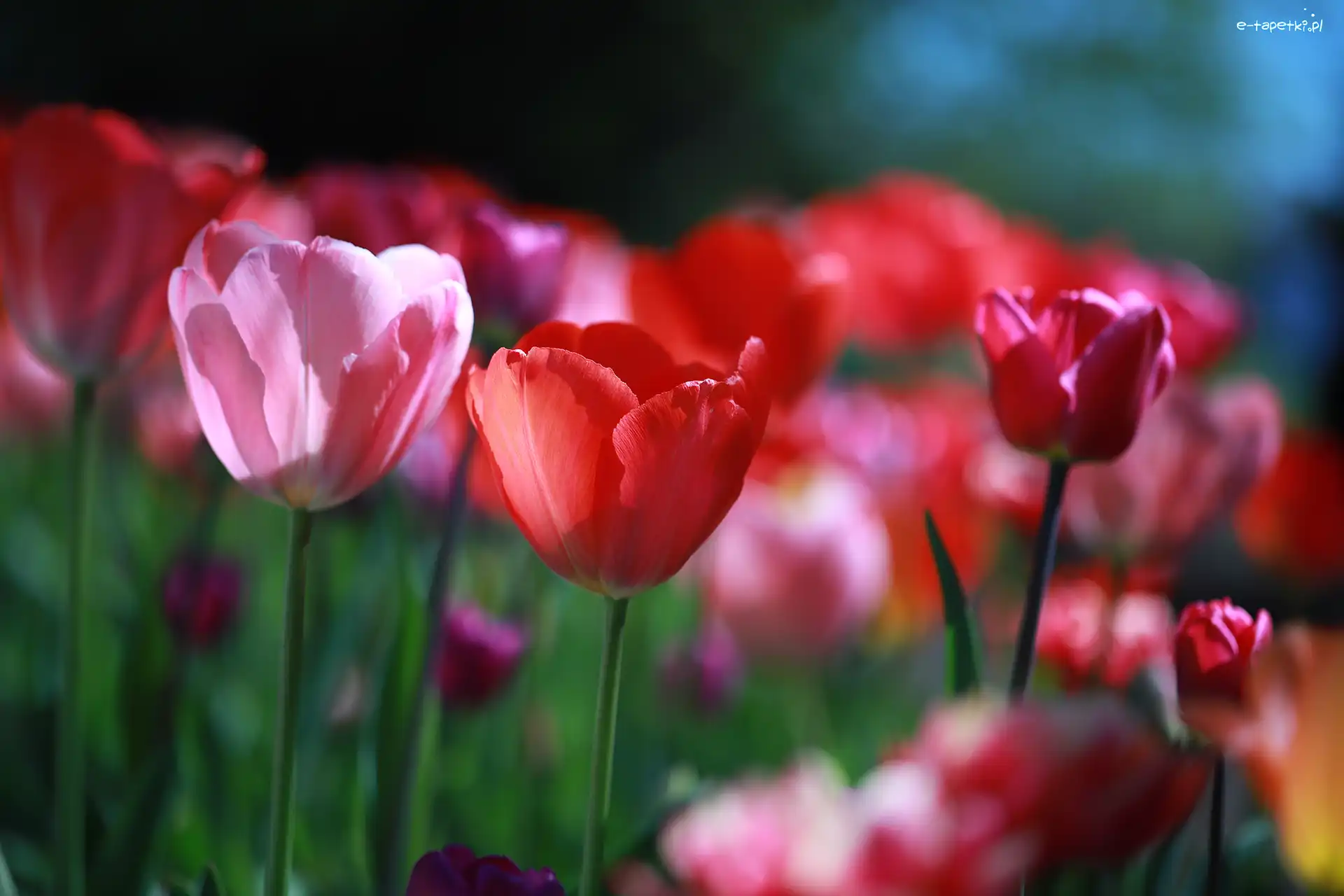 Czerwone, Różowy, Tulipany, Kwiaty, Tulipan