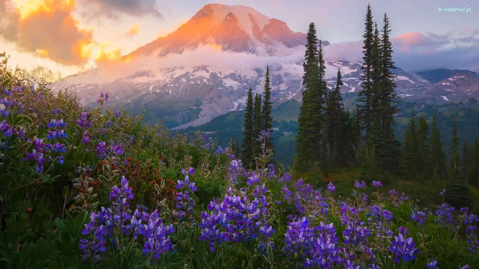Chmury, Góry, Stany Zjednoczone, Kwiaty, Drzewa, Łąka, Łubin, Stratowulkan Mount Rainier, Park Narodowy Mount Rainier, Stan Waszyngton