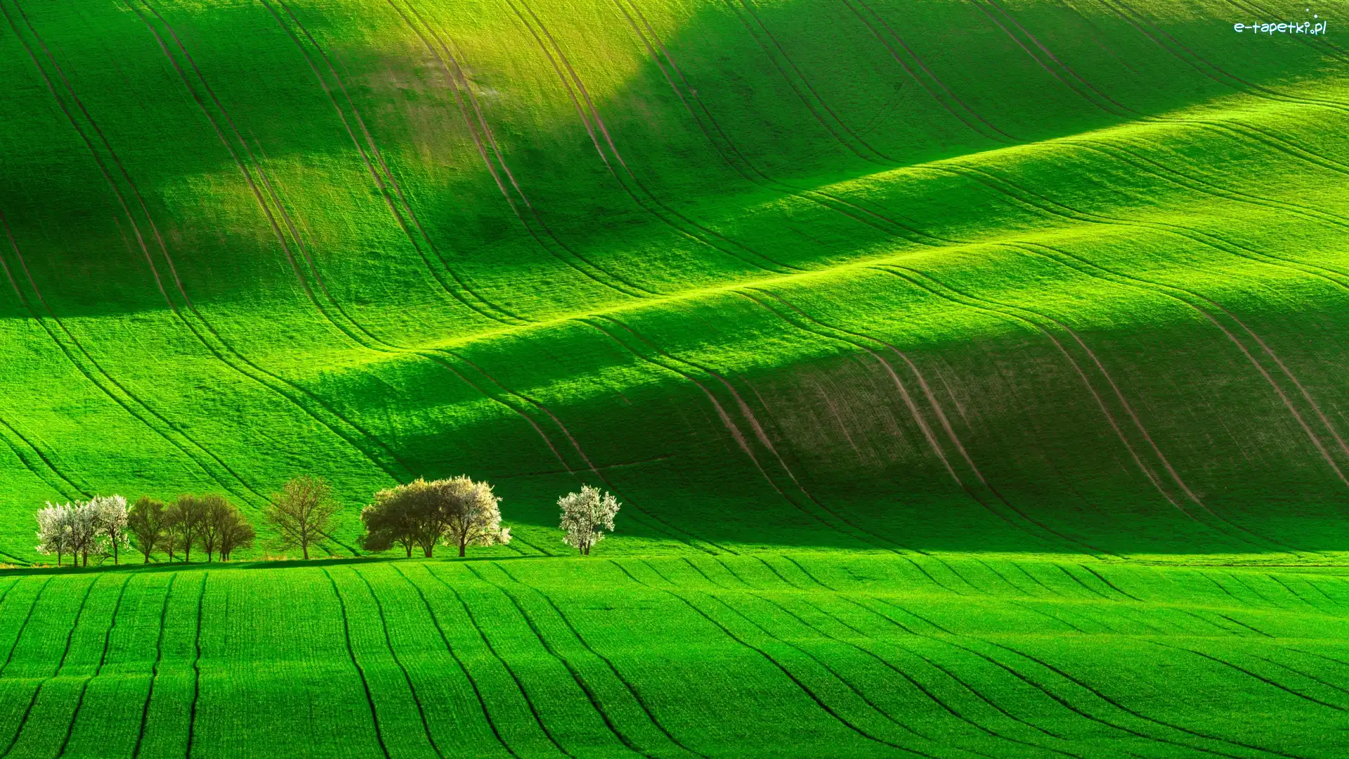 Zielone, Drzewa, Wzgórza, Pola