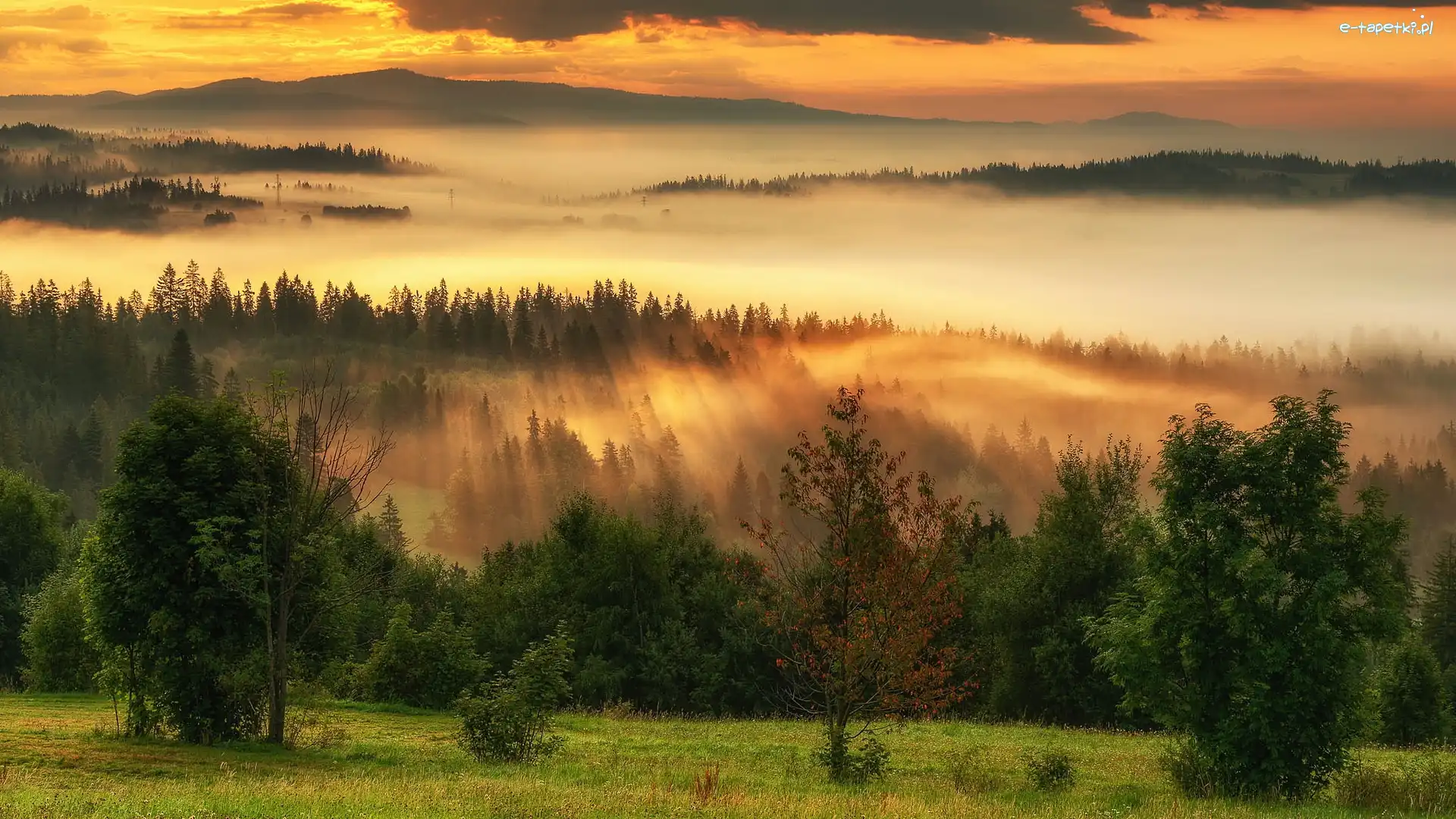 Mgła, Drzewa, Pole, Wschód słońca, Lasy, Góry
