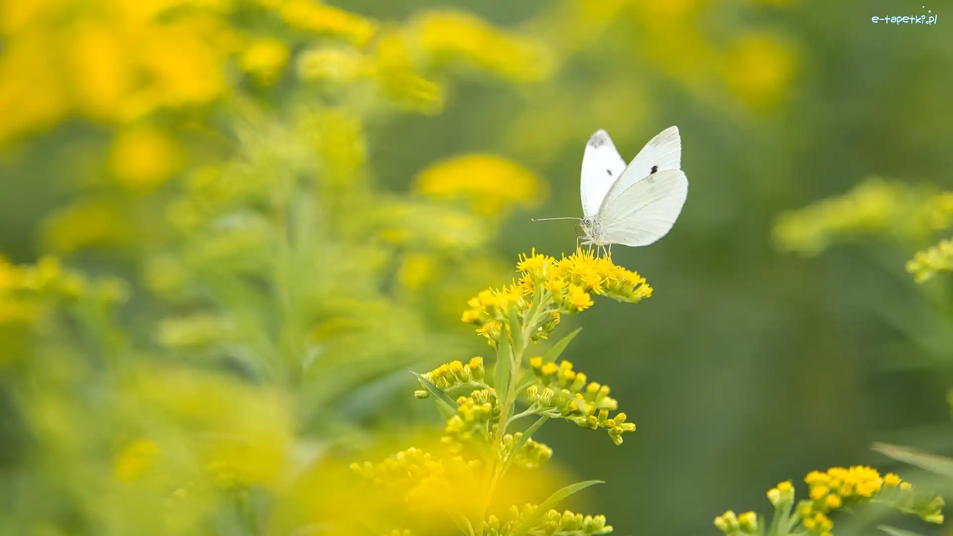 Motyl, Żółta, Bielinek kapustnik, Nawłoć, Roślina