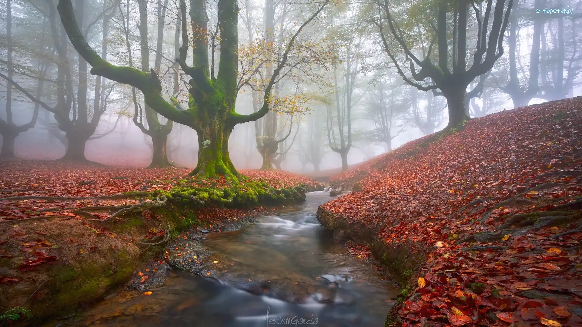 Las, Hiszpania, Drzewa, Park Narodowy Gorbea, Jesień, Mgła, Liście, Strumyk, Opadłe, Kraj Basków, Rzeczka