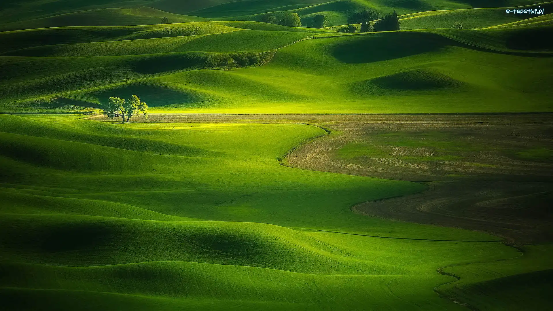 Łąki, Palouse, Wzgórza, Drzewo, Stan Waszyngton, Stany Zjednoczone