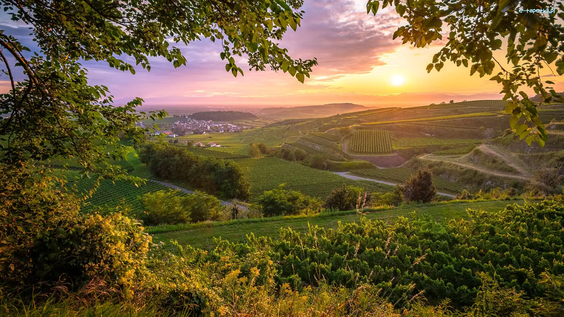 Drzewa, Zachód słońca, Wzgórza, Kaiserstuhl, Niemcy, Winnice, Pola