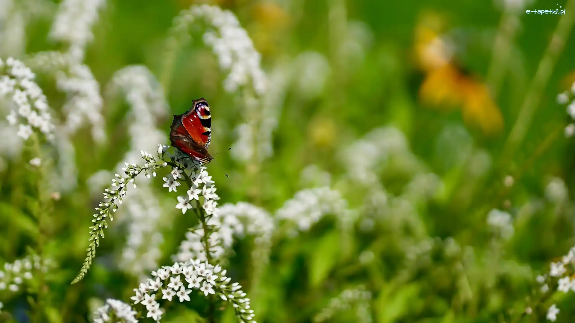Rusałka pawik, Tojeść, Kwiat, Motyl
