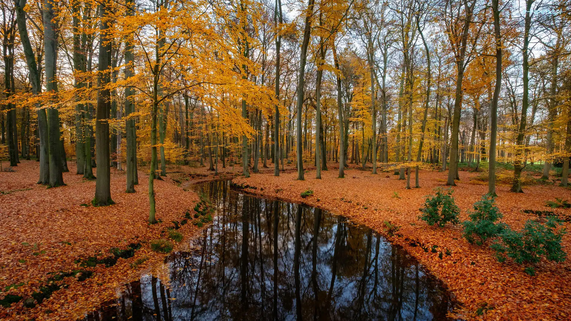 Jesień, Opadłe, Las, Rzeka, Liście