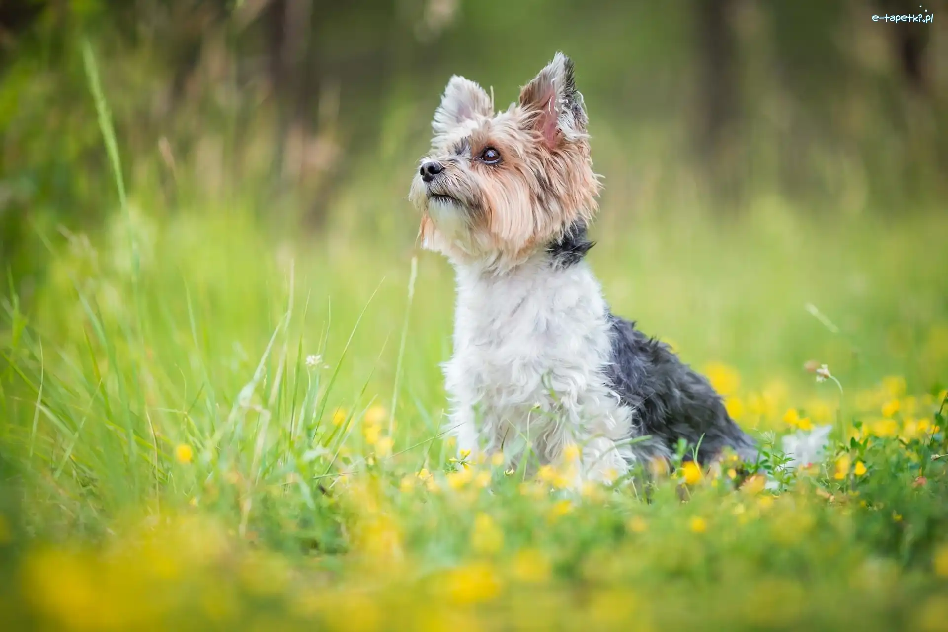 Pies, Łąka, Yorkshire terrier, Trawa, Kwiaty