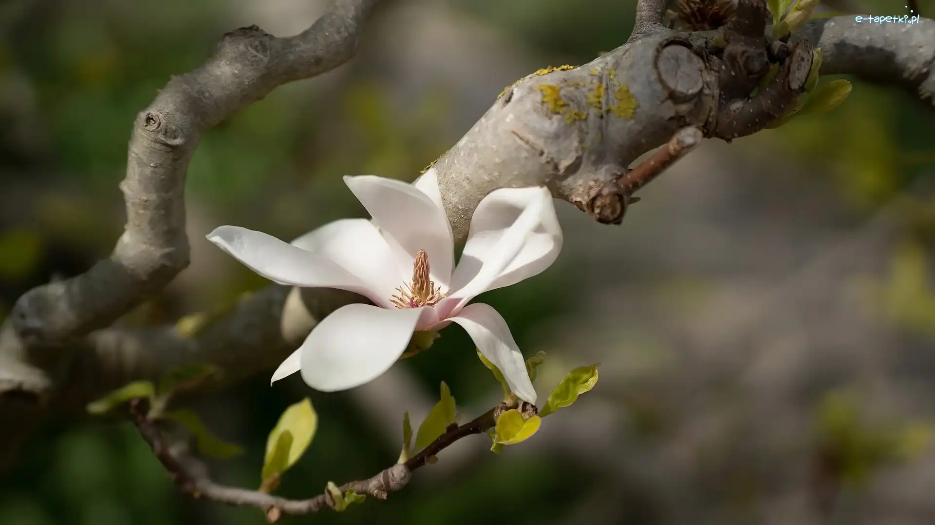 Kwiat, Gałązka, Magnolia, Biały
