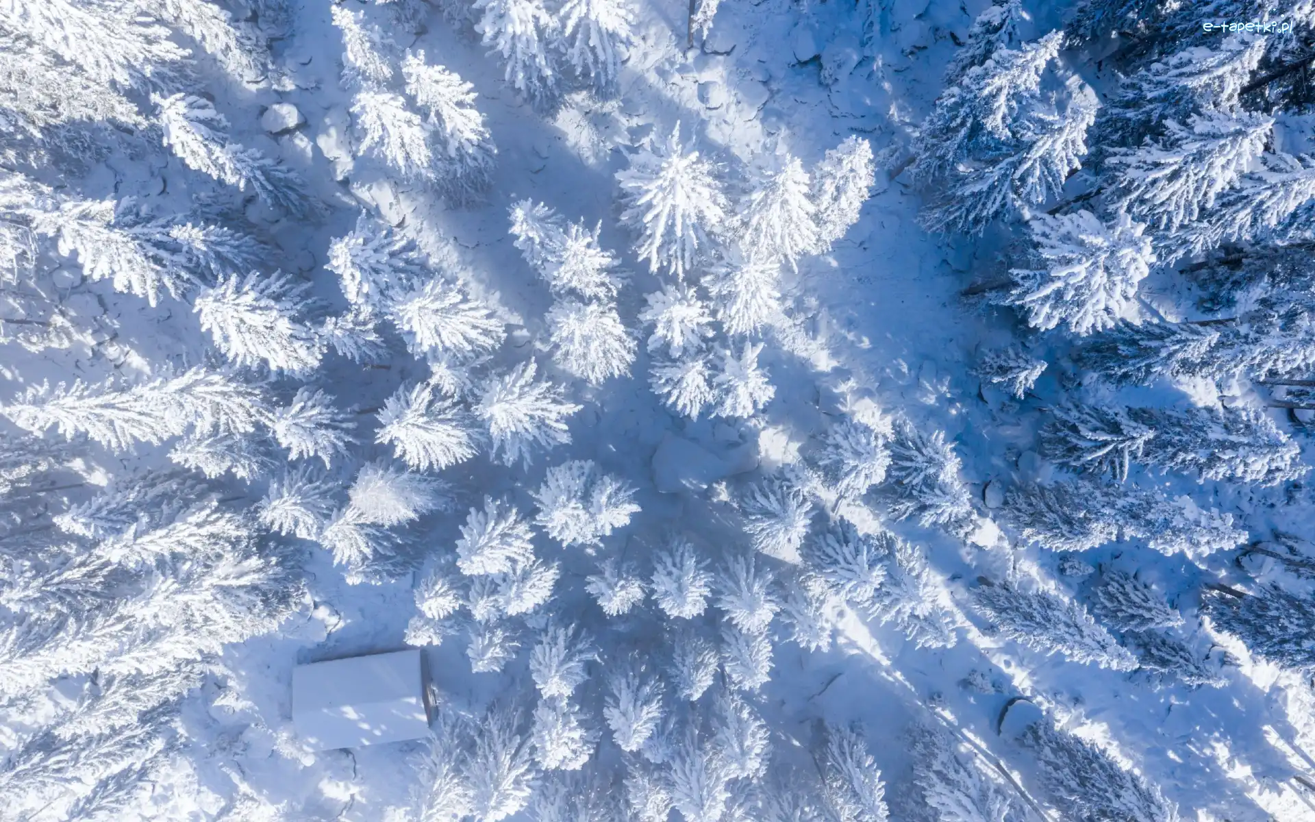 Dom, Las, Śnieg, Z lotu ptaka, Drzewa, Zima