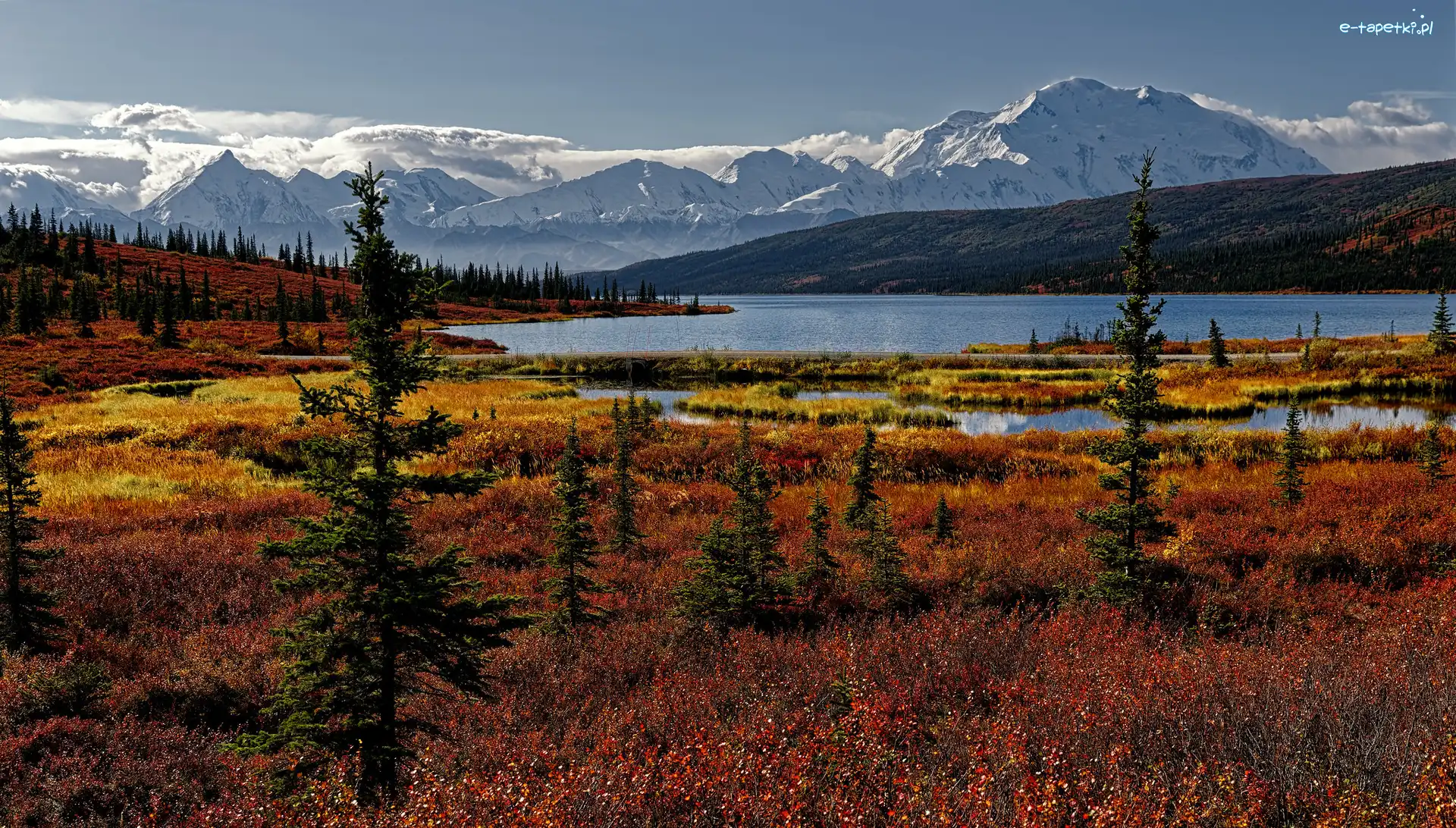 Drzewa, Alaska, Roślinność, Wonder Lake, Góry, Kordyliery, Jezioro, Stany Zjednoczone, Park Narodowy Denali, Jesień