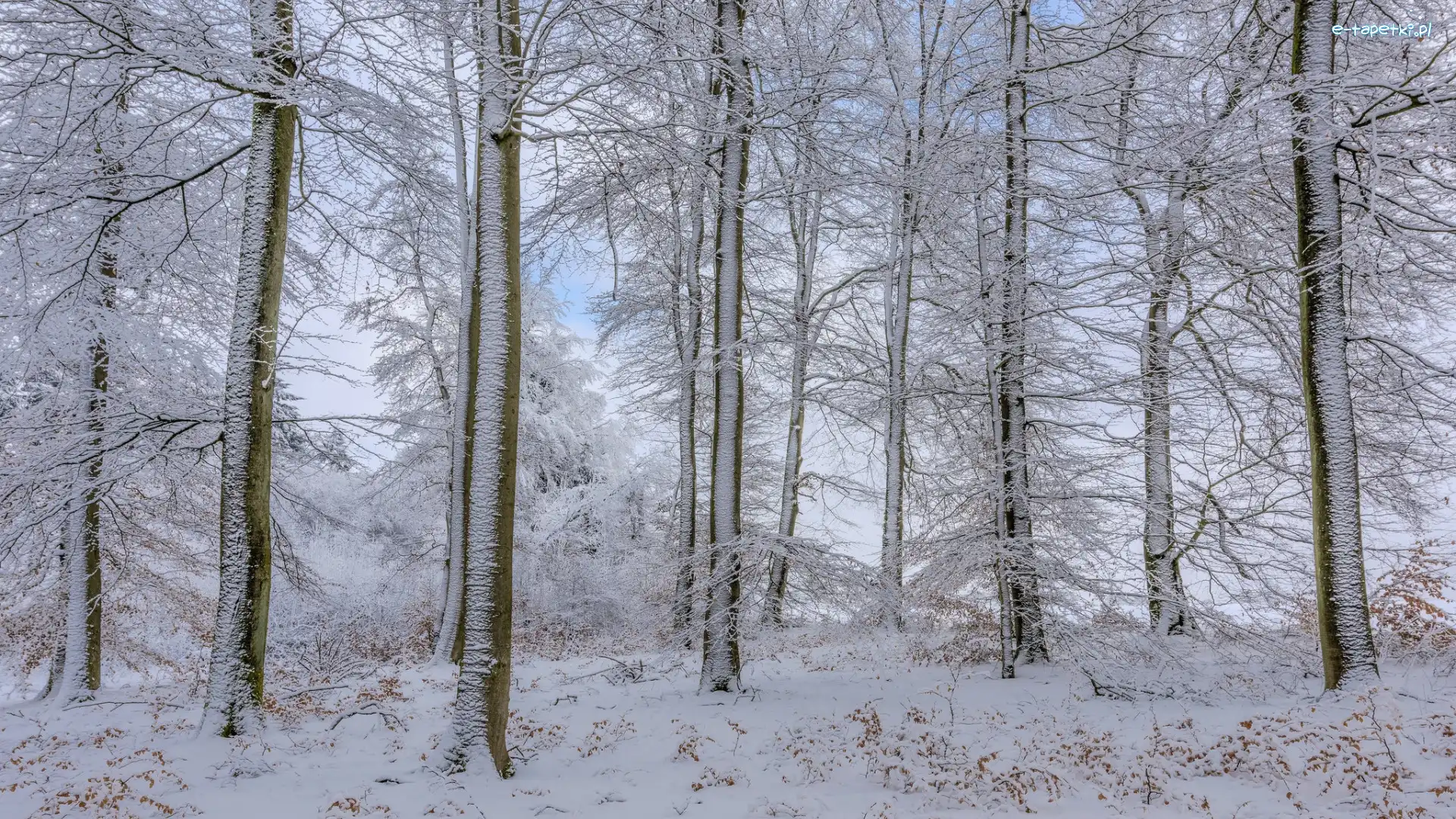 Zima, Ośnieżone, Śnieg, Las, Drzewa