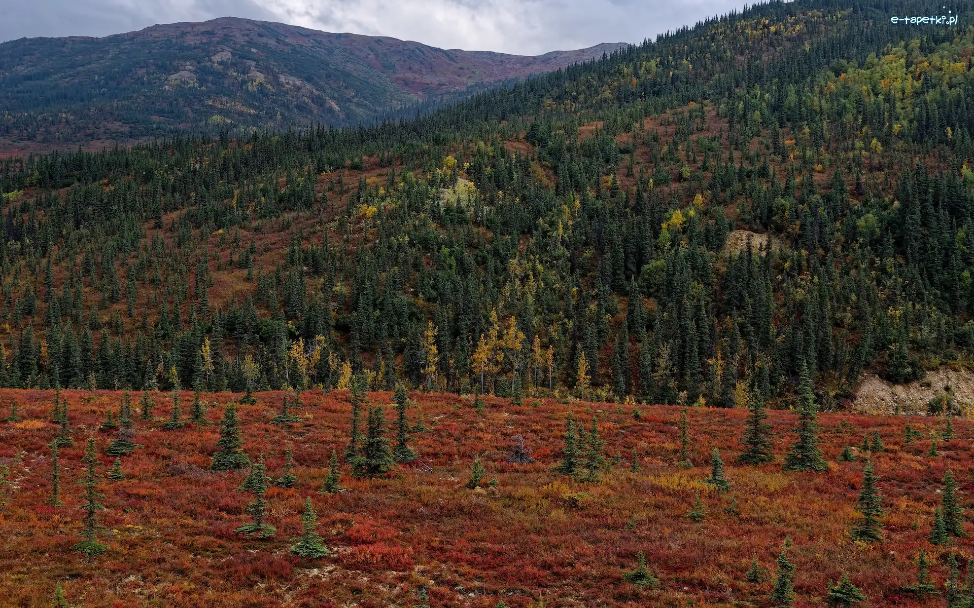 Góry, Alaska, Roślinność, Lasy, Park Narodowy Denali, Kordyliery, Drzewa, Stany Zjednoczone