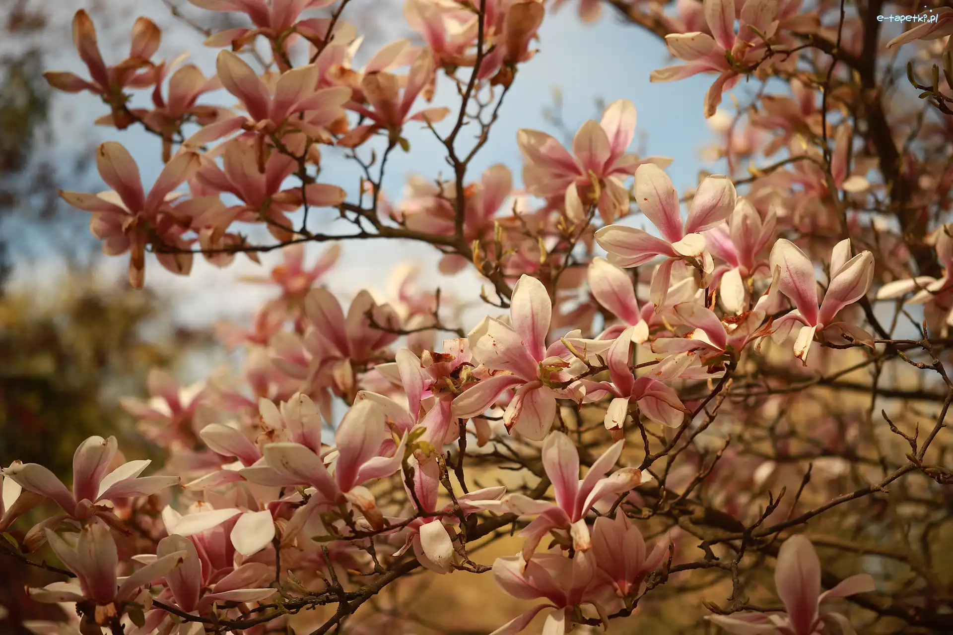 Kwiaty, Magnolie, Różowe