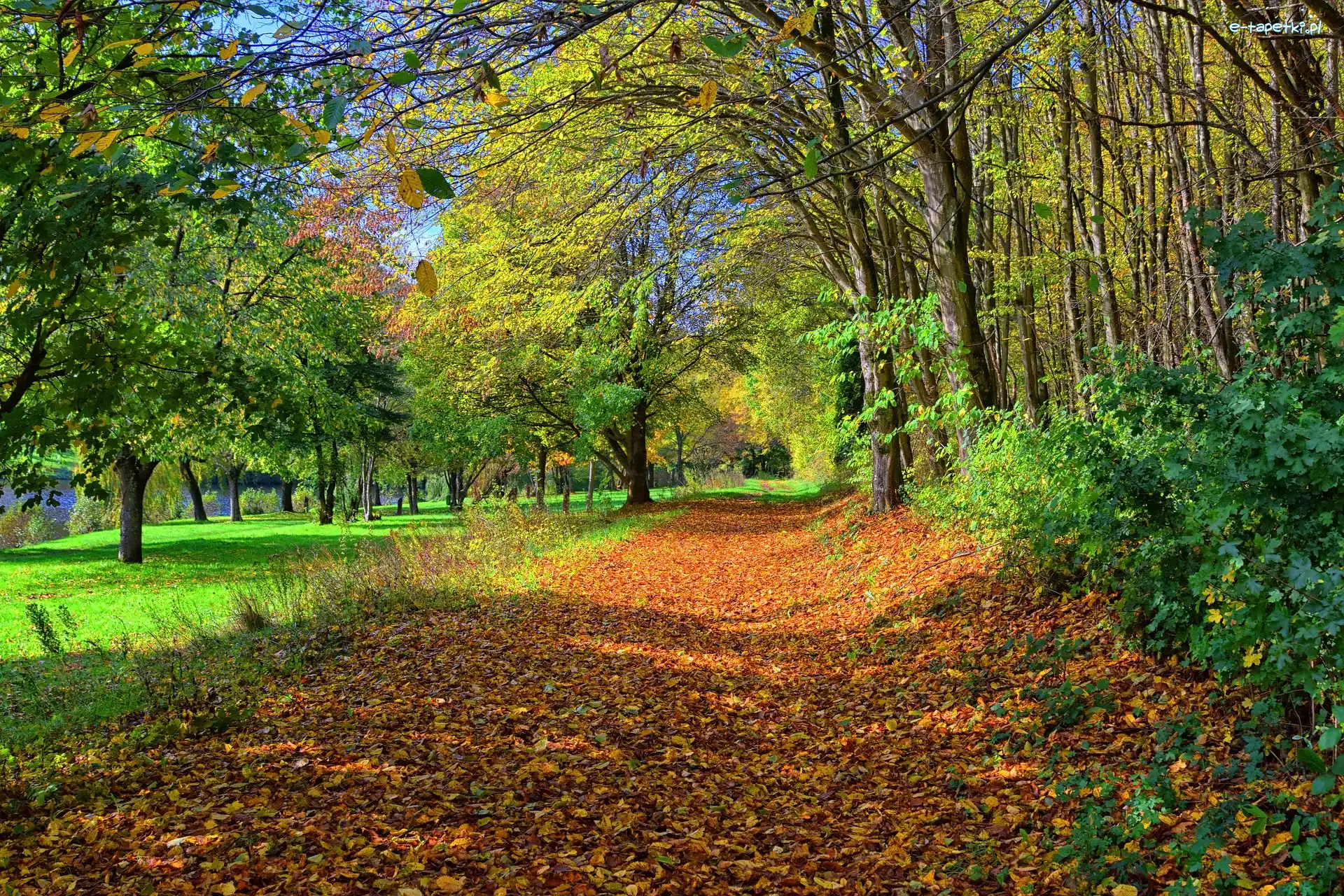 Park, Opadłe, Droga, Drzewa, Liście