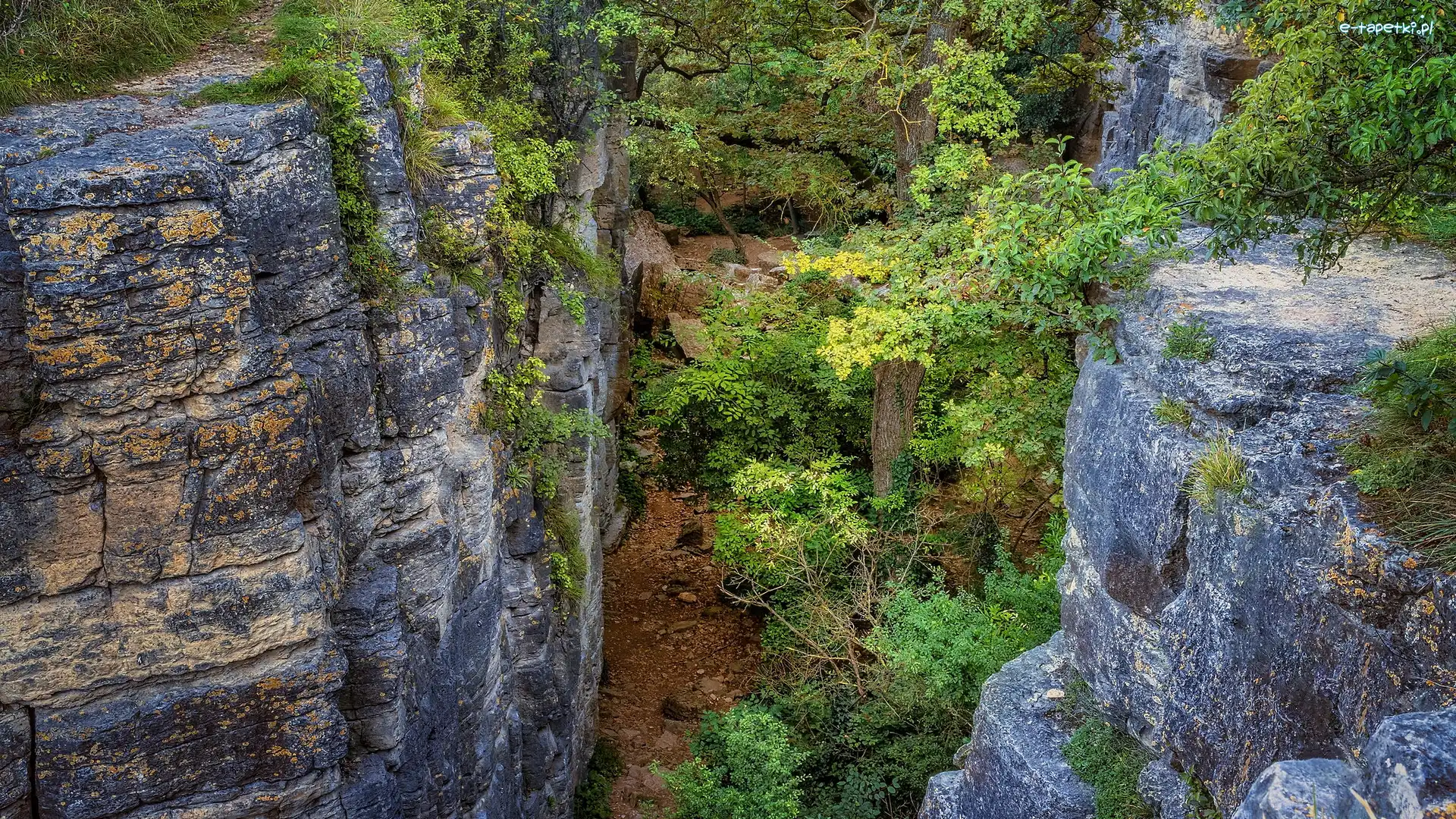 Badenia-Wirtembergia, Rezerwat przyrody, Hessigheimer Felsengarten, Niemcy, Drzewa, Skały