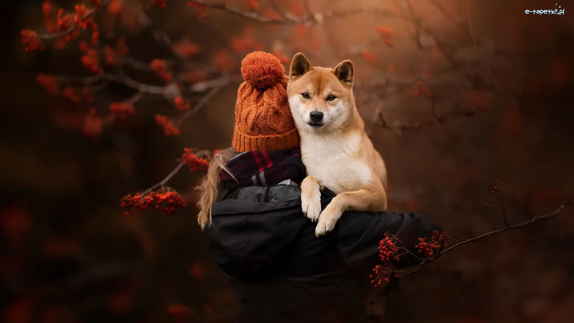Shiba inu, Czapka, Dziewczynka, Pies