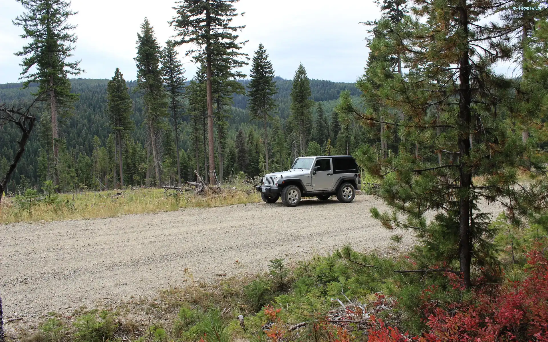 Drzewa, Droga, Jeep Wrangler Sport
