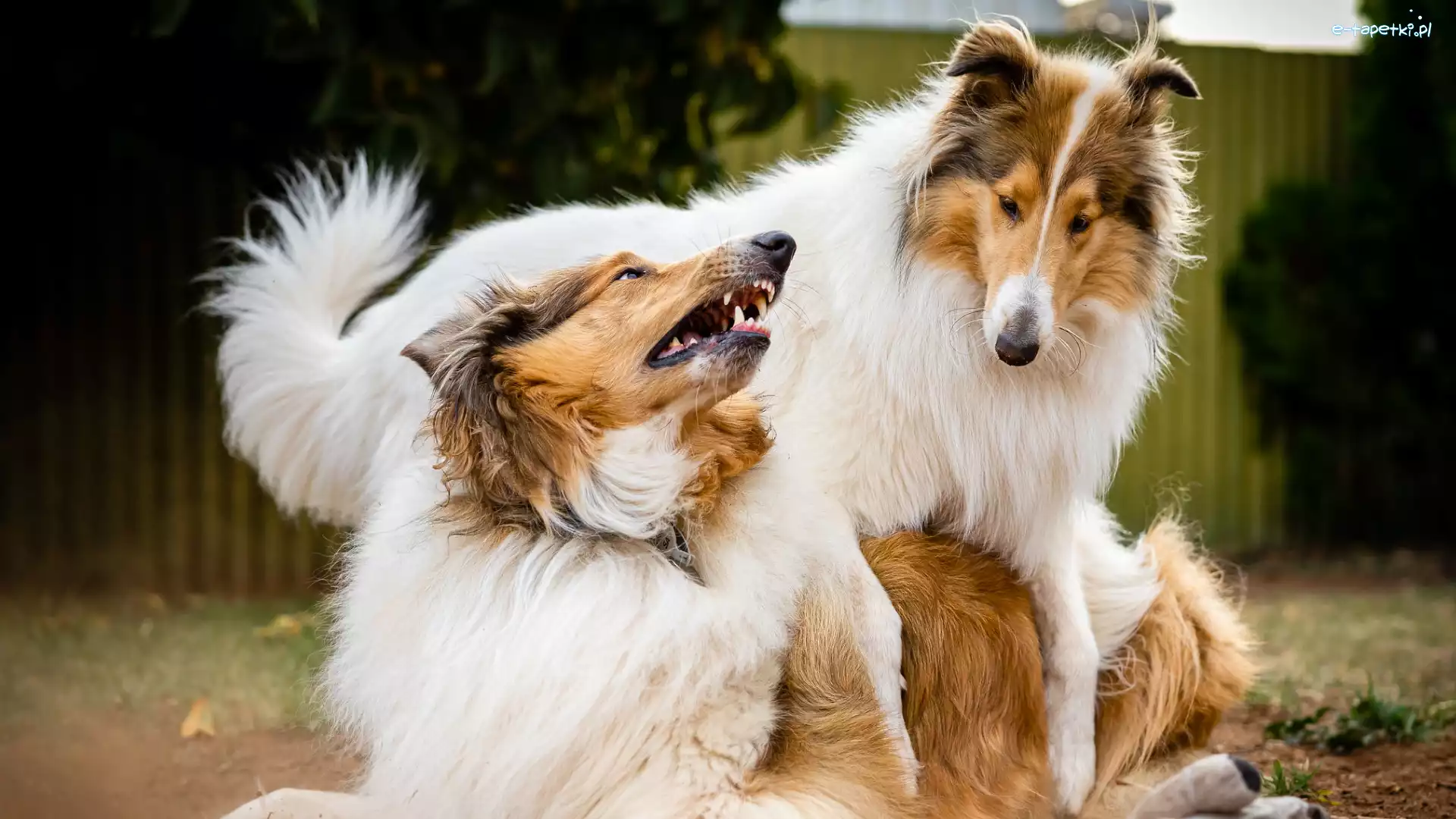 Dwa, Owczarki szkockie długowłose, Psy, Zabawa, Collie