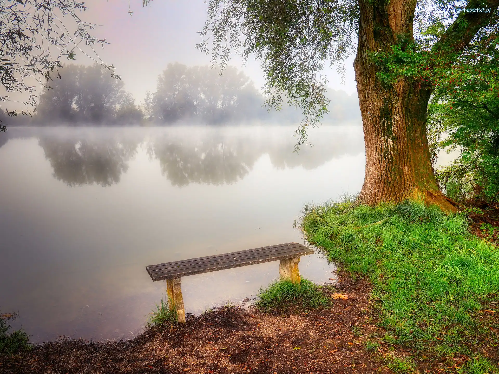 Drzewo, Mgła, Jezioro, Ławka