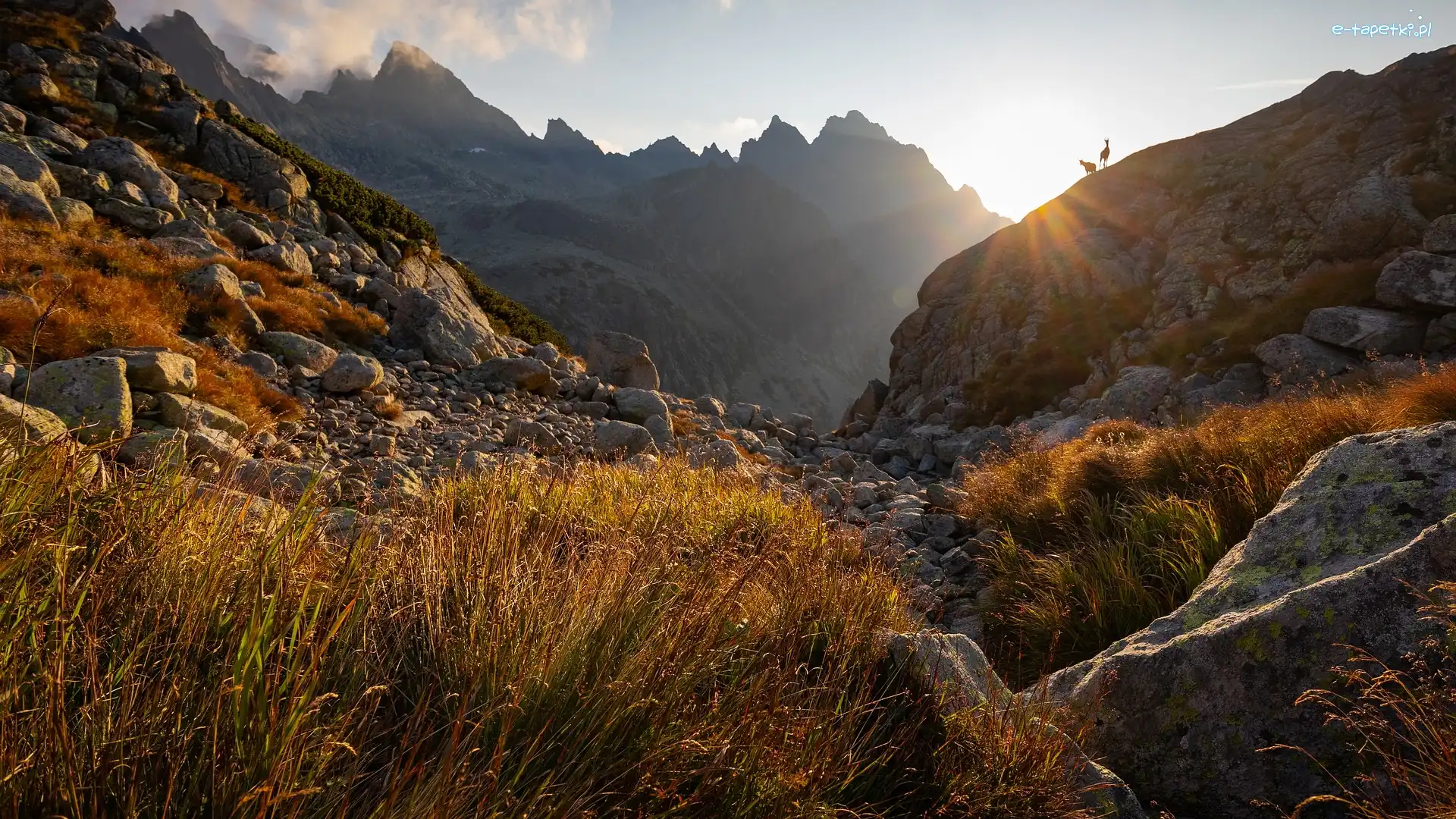 Trawa, Tatry, Dzień, Słoneczny, Kamienie, Dwie, Kozice tatrzańskie, Góry